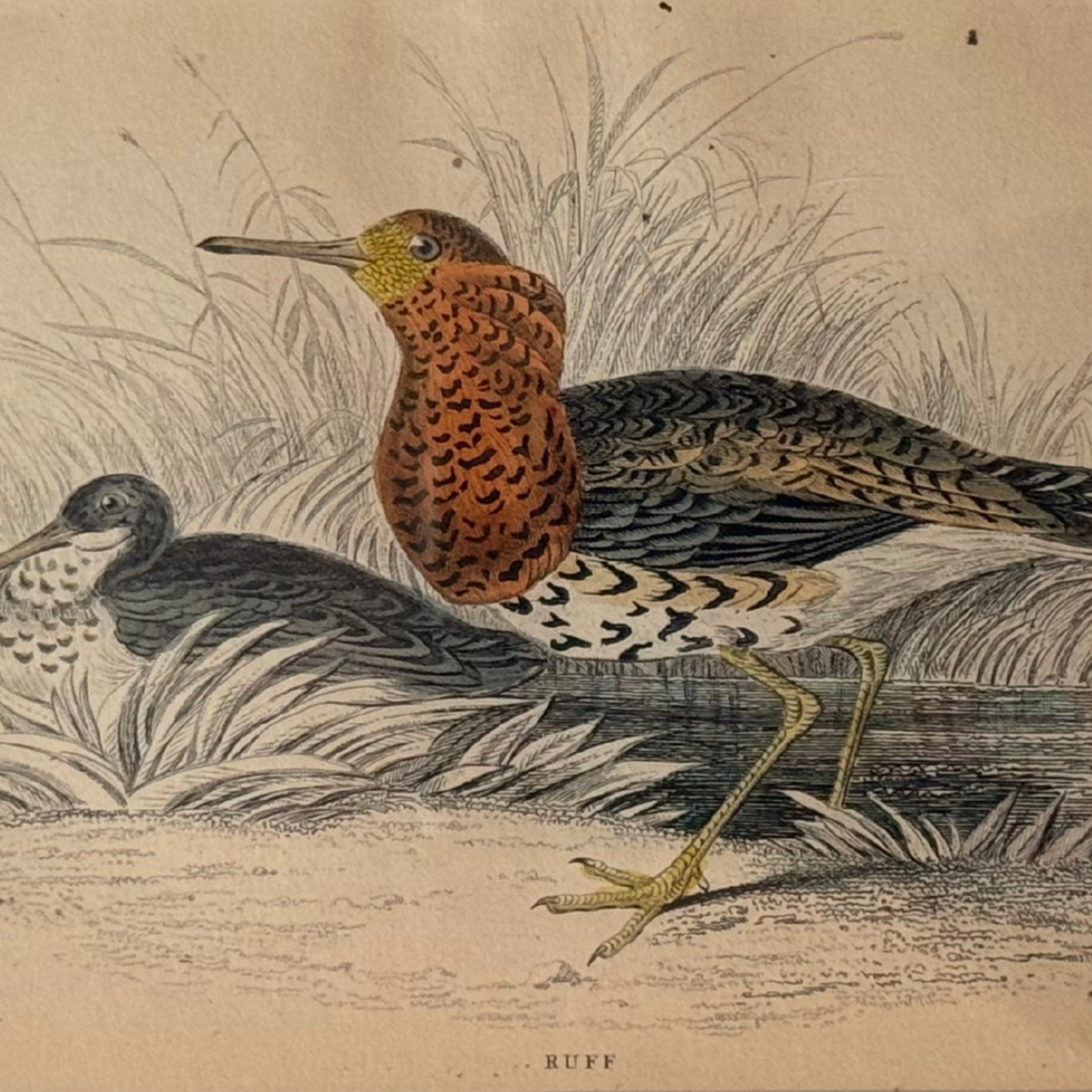 19th c. Engraving, Ruff