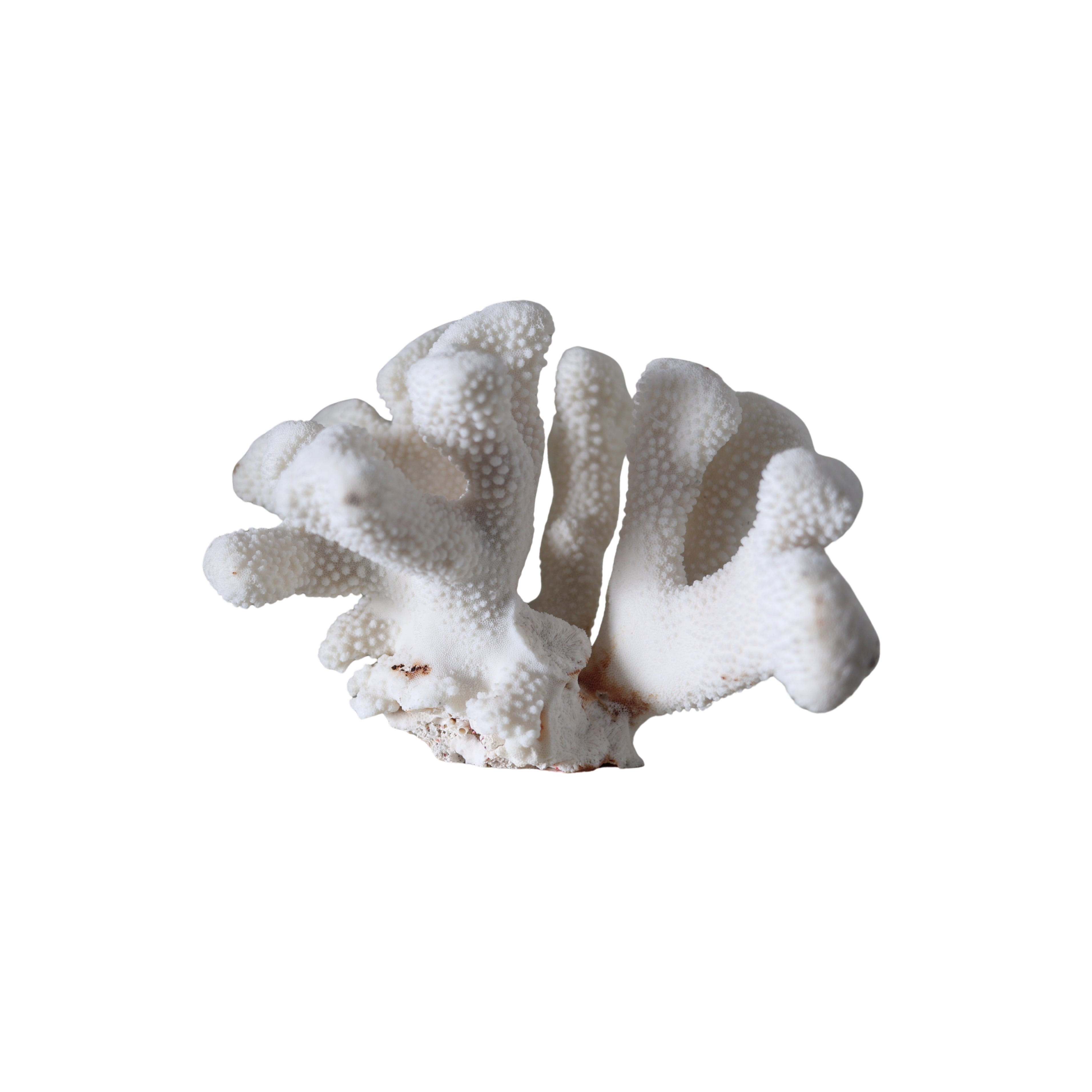 Elkhorn Coral Specimen