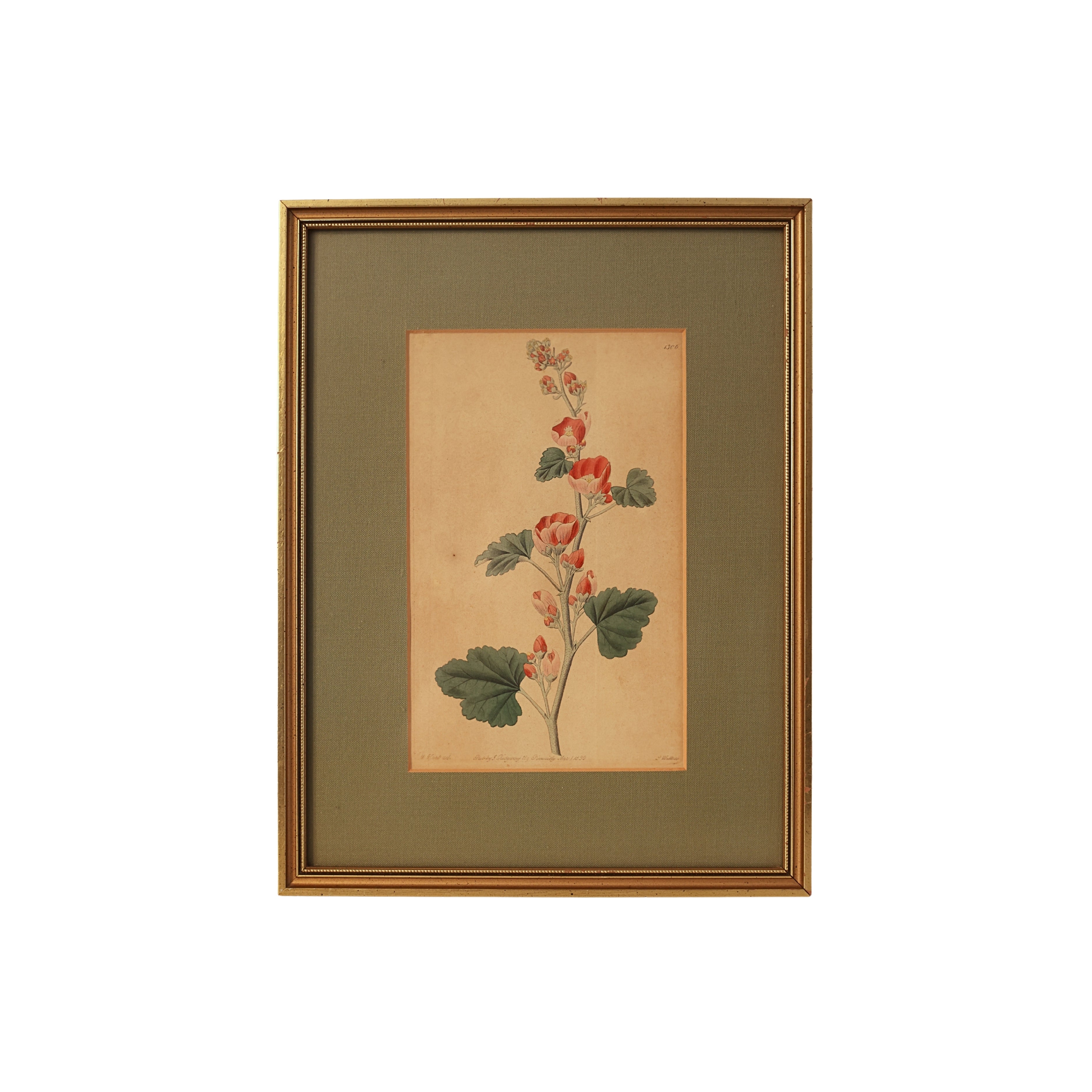 c. 1831 Red Hollyhock Botanical Engraving