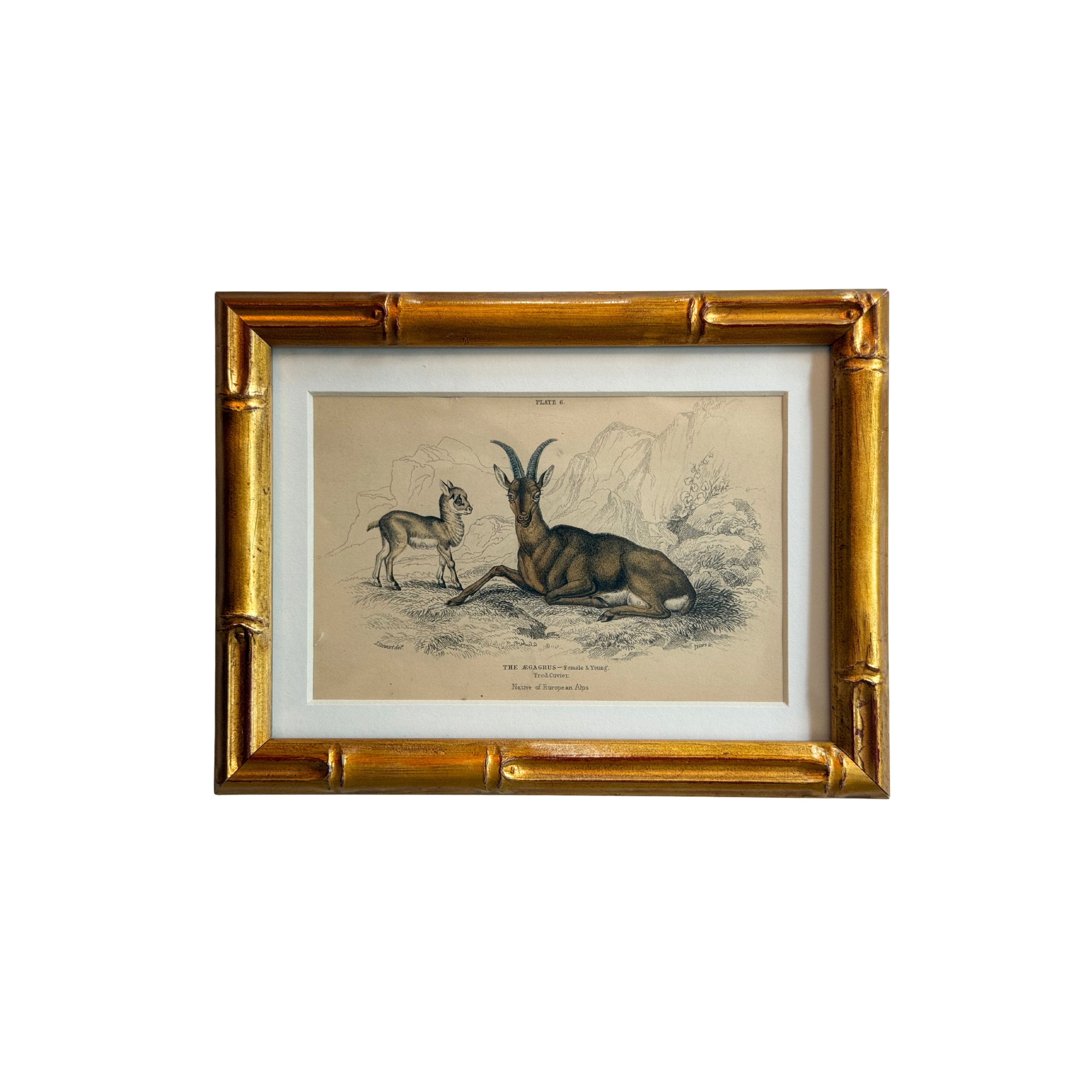 19th c. Engraving, The Alpine Ibex
