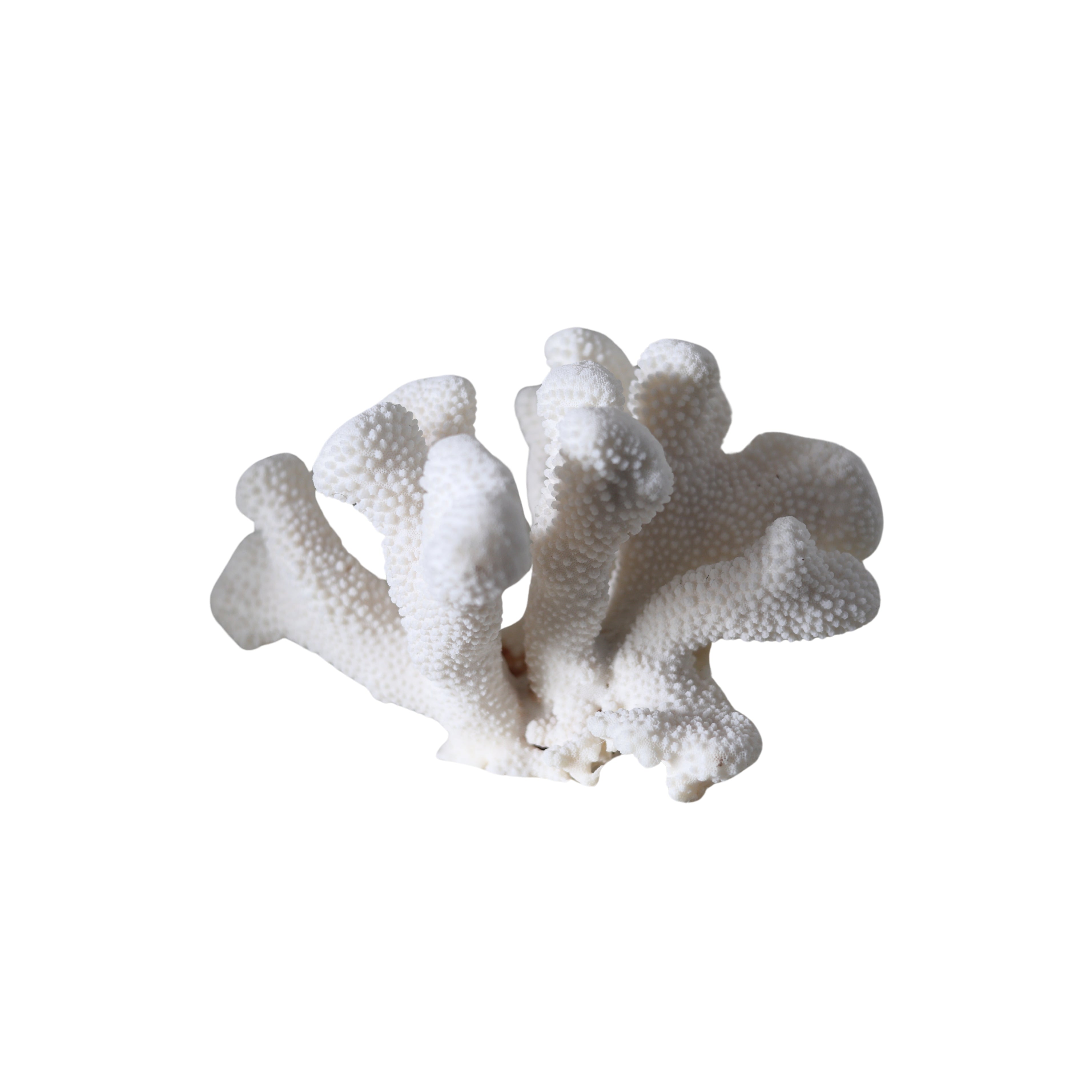 Elkhorn Coral Specimen