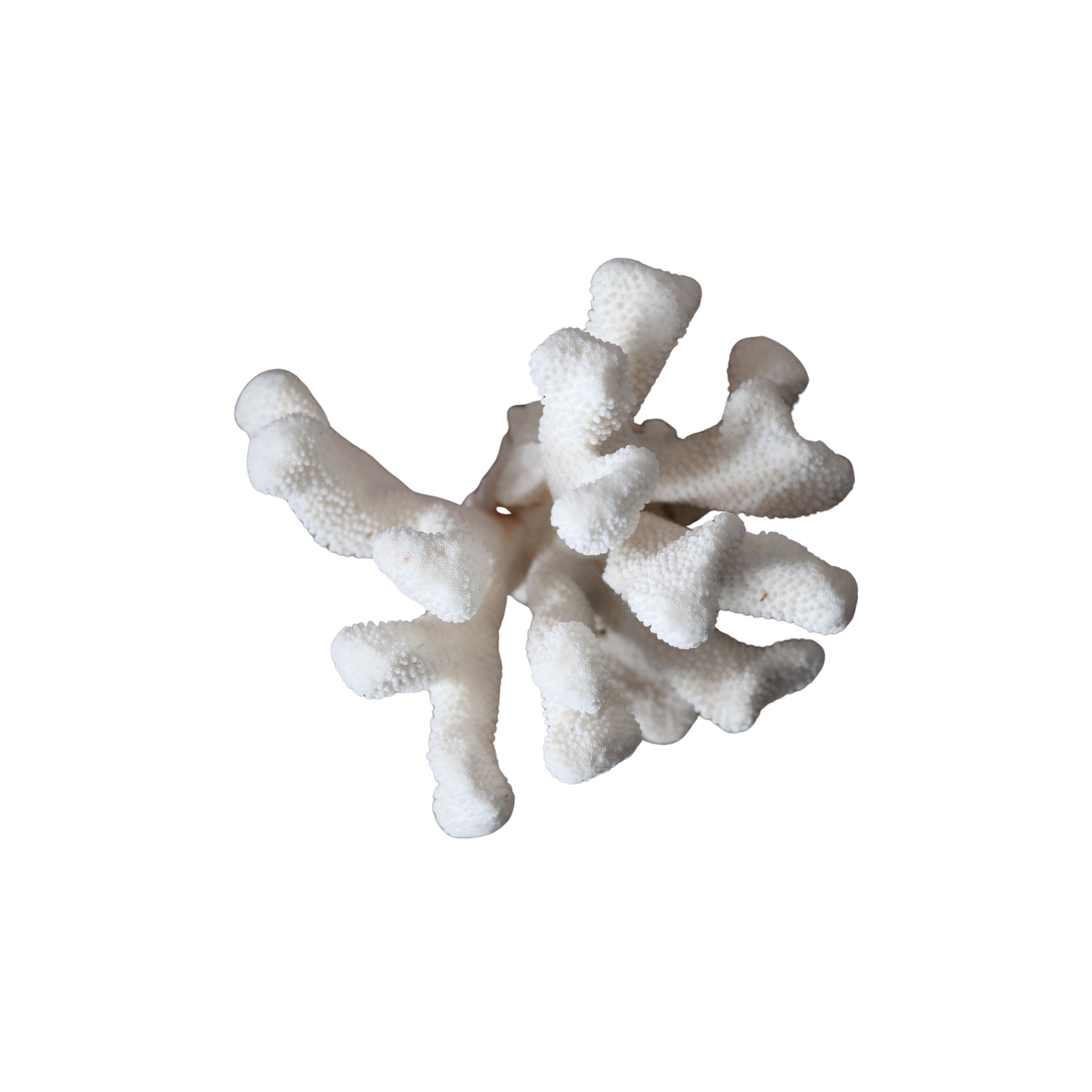 Elkhorn Coral Specimen