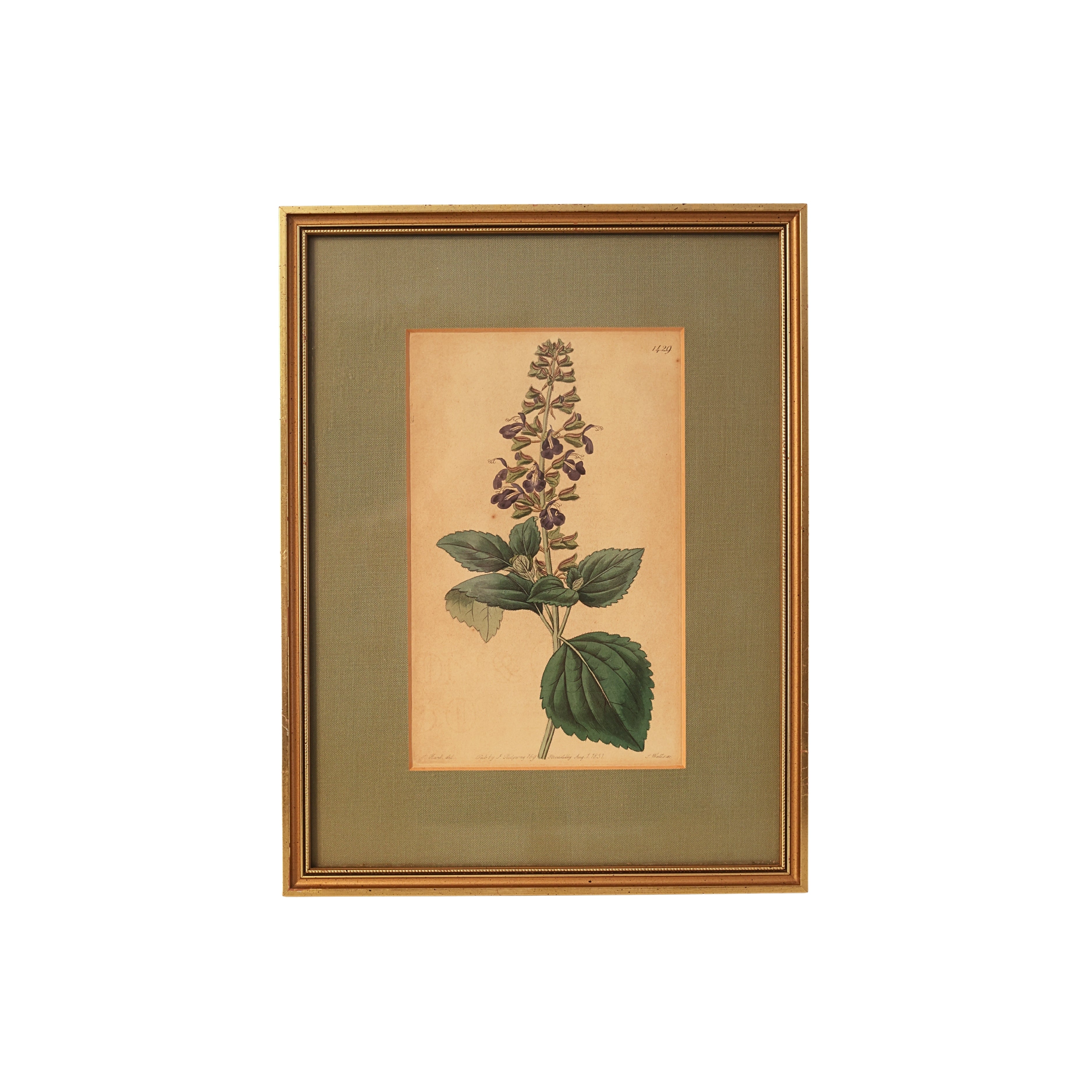 c. 1831 Clary Sage Botanical Engraving