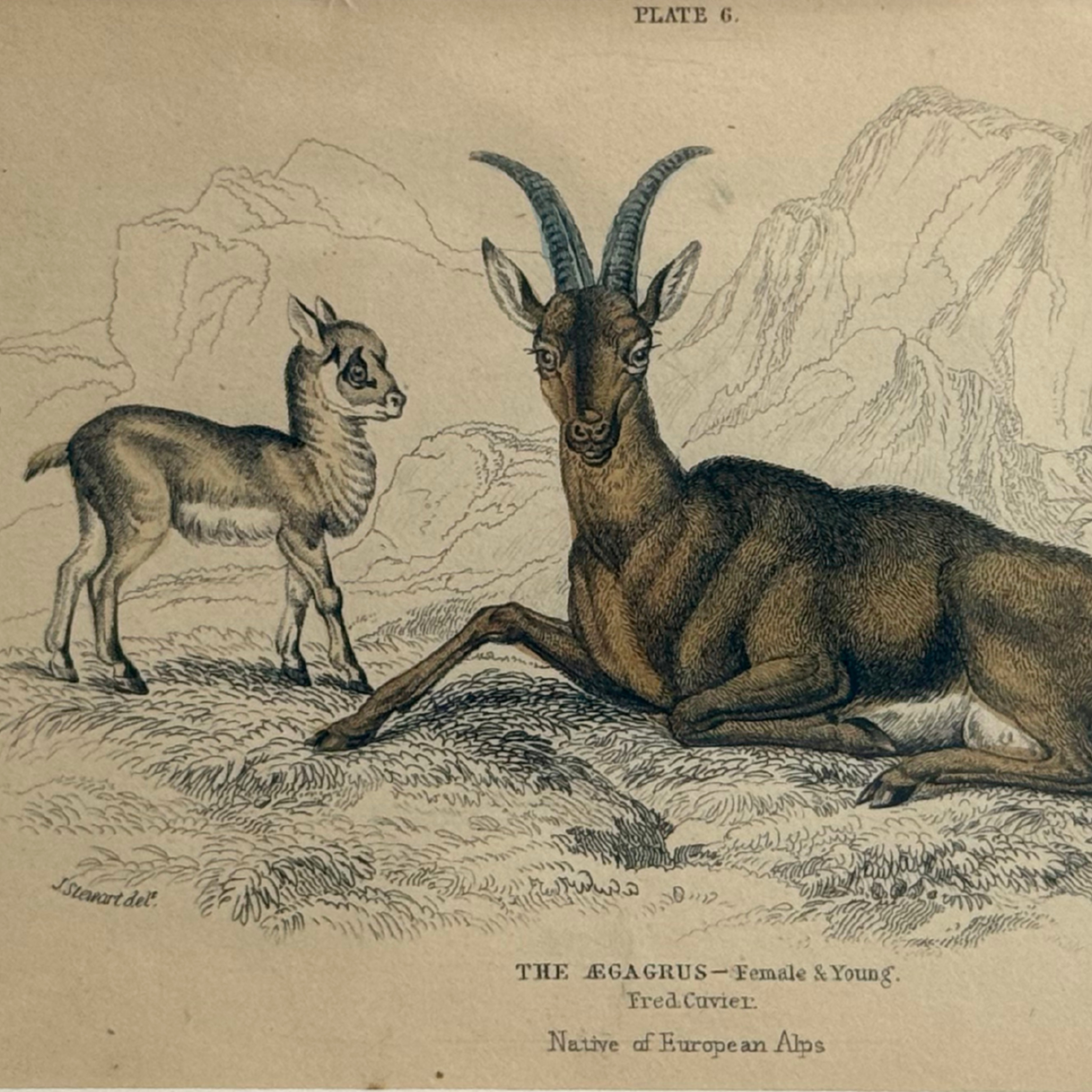 19th c. Engraving, The Alpine Ibex