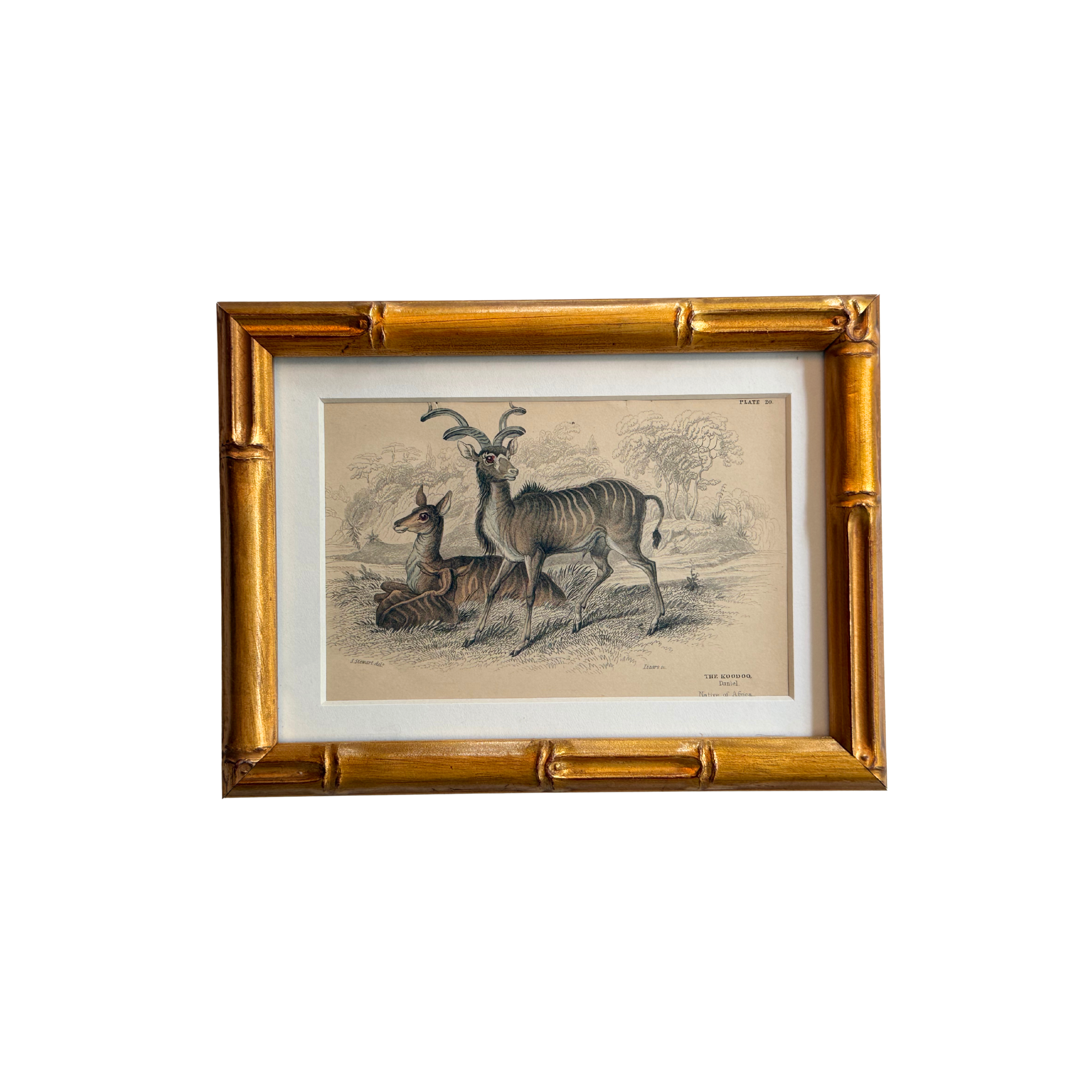 19th c. Engraving, The Koodoo (Antelope)