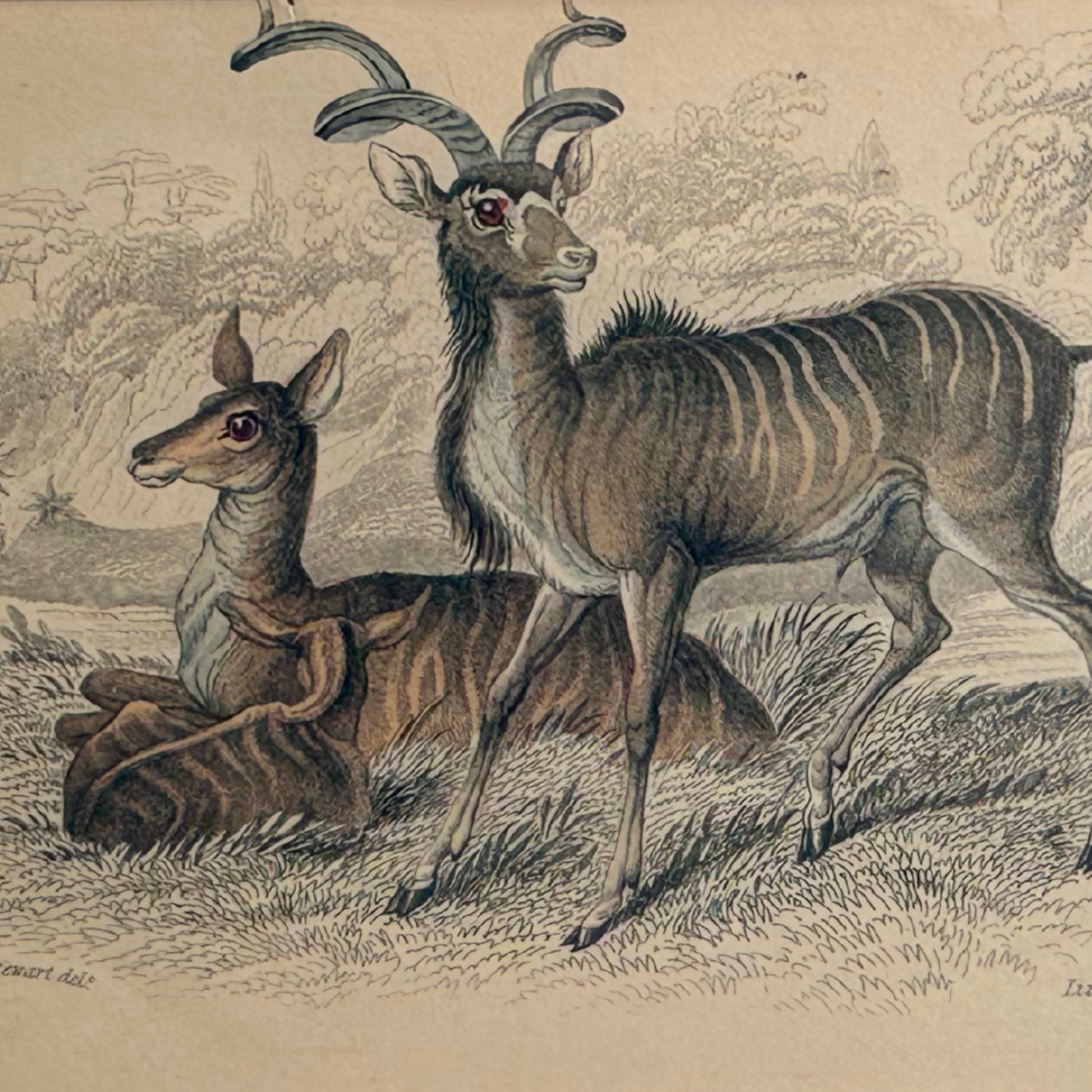 19th c. Engraving, The Koodoo (Antelope)