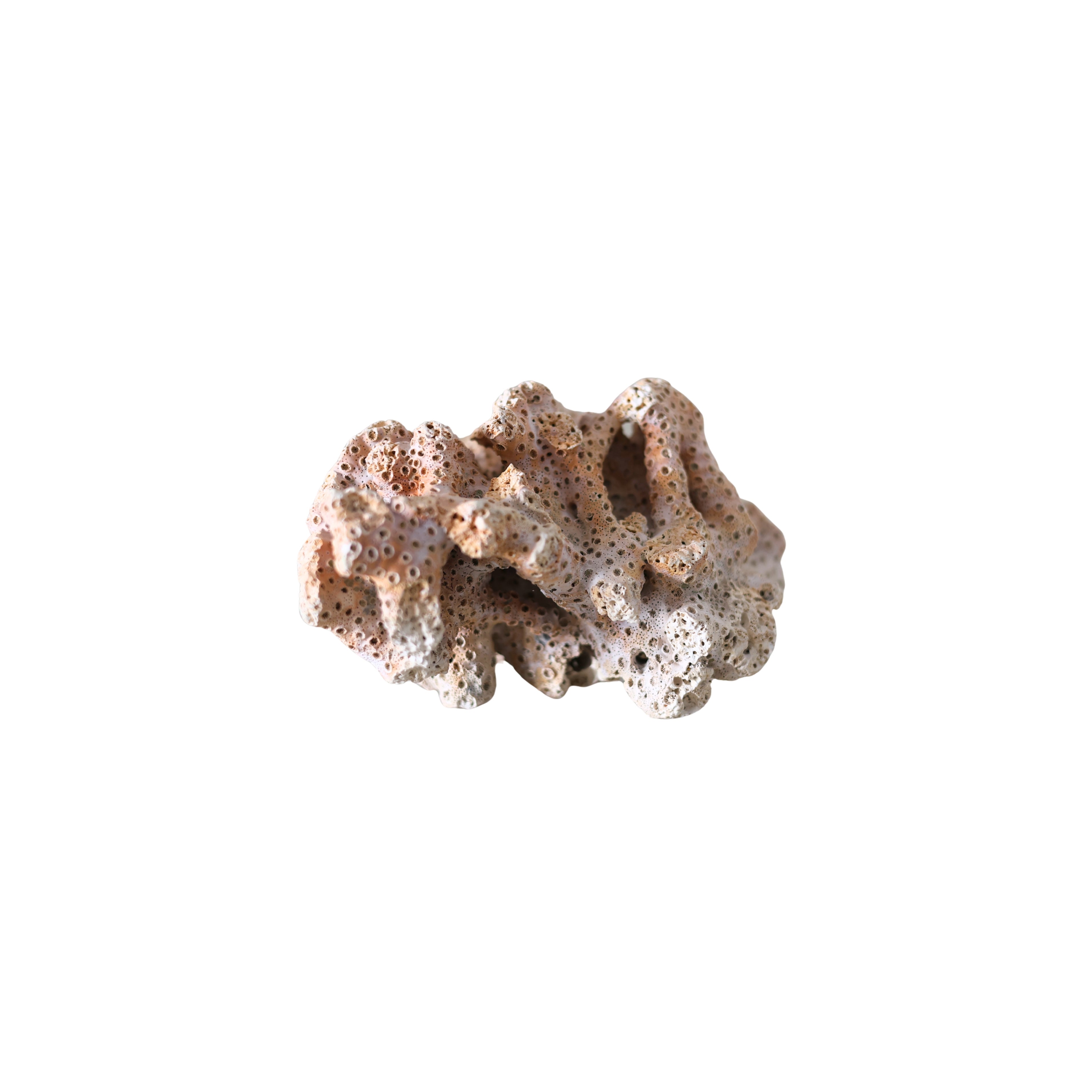 Weathered Pink Coral Specimen