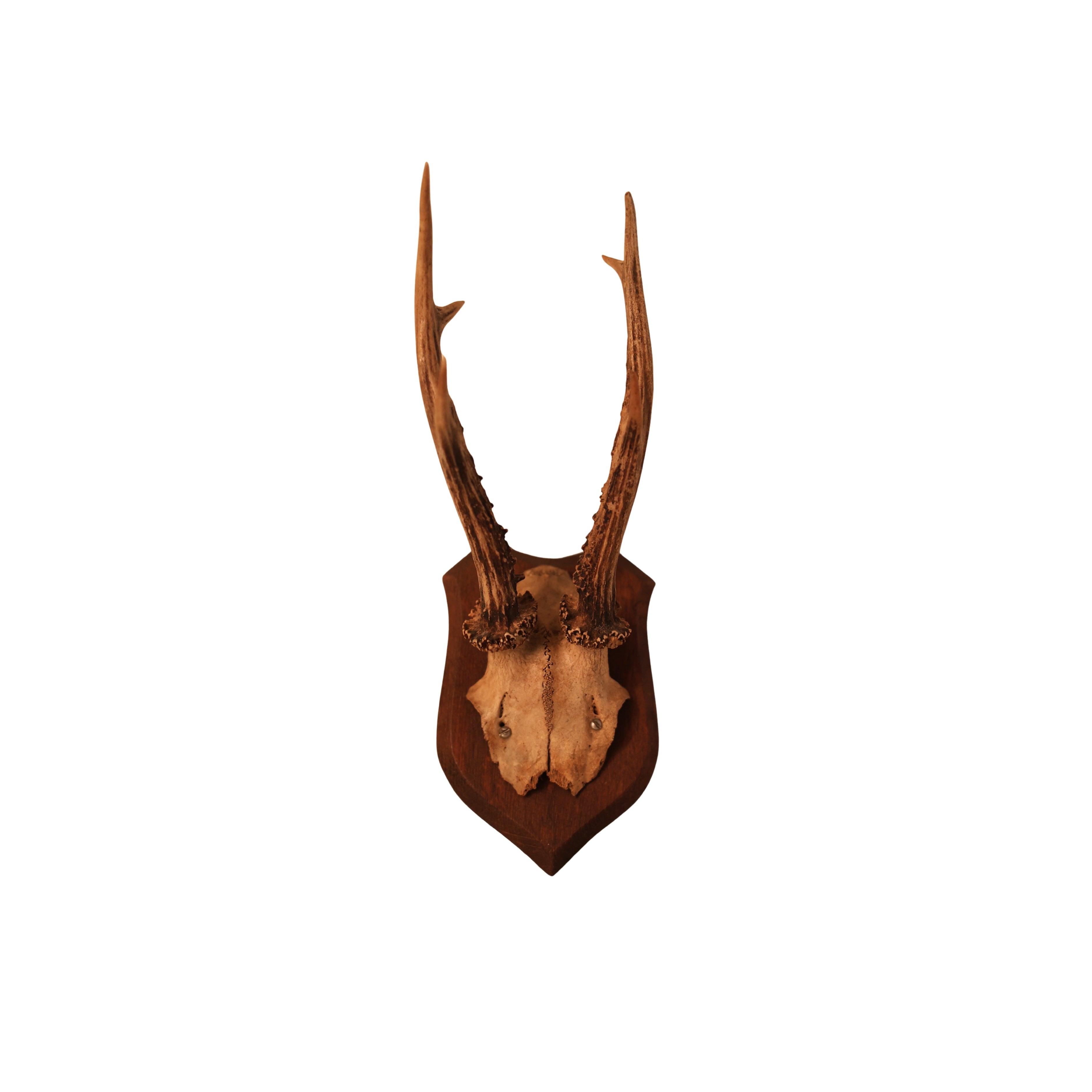 6 pt Roe Deer Shield Mount (No. 1)