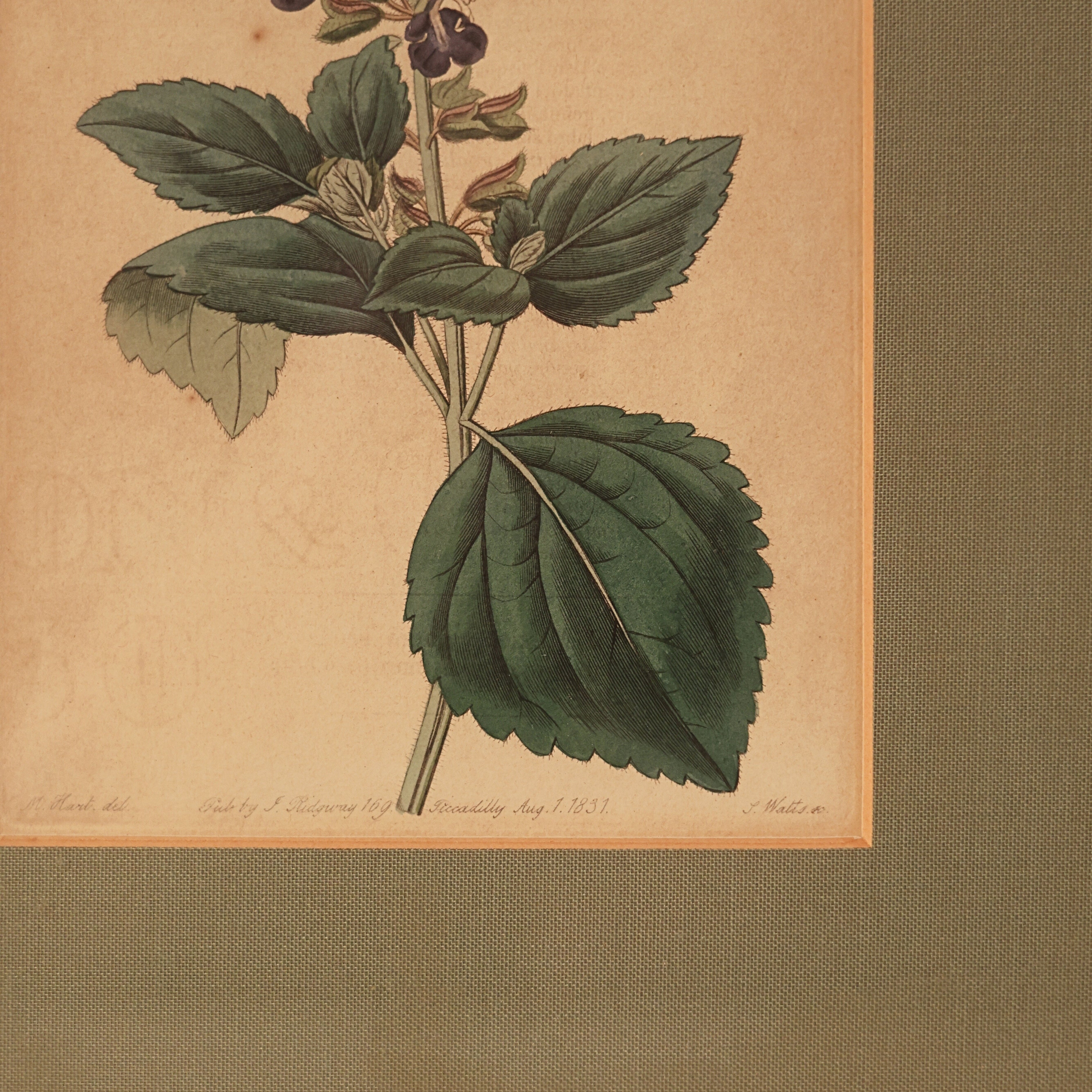 c. 1831 Clary Sage Botanical Engraving