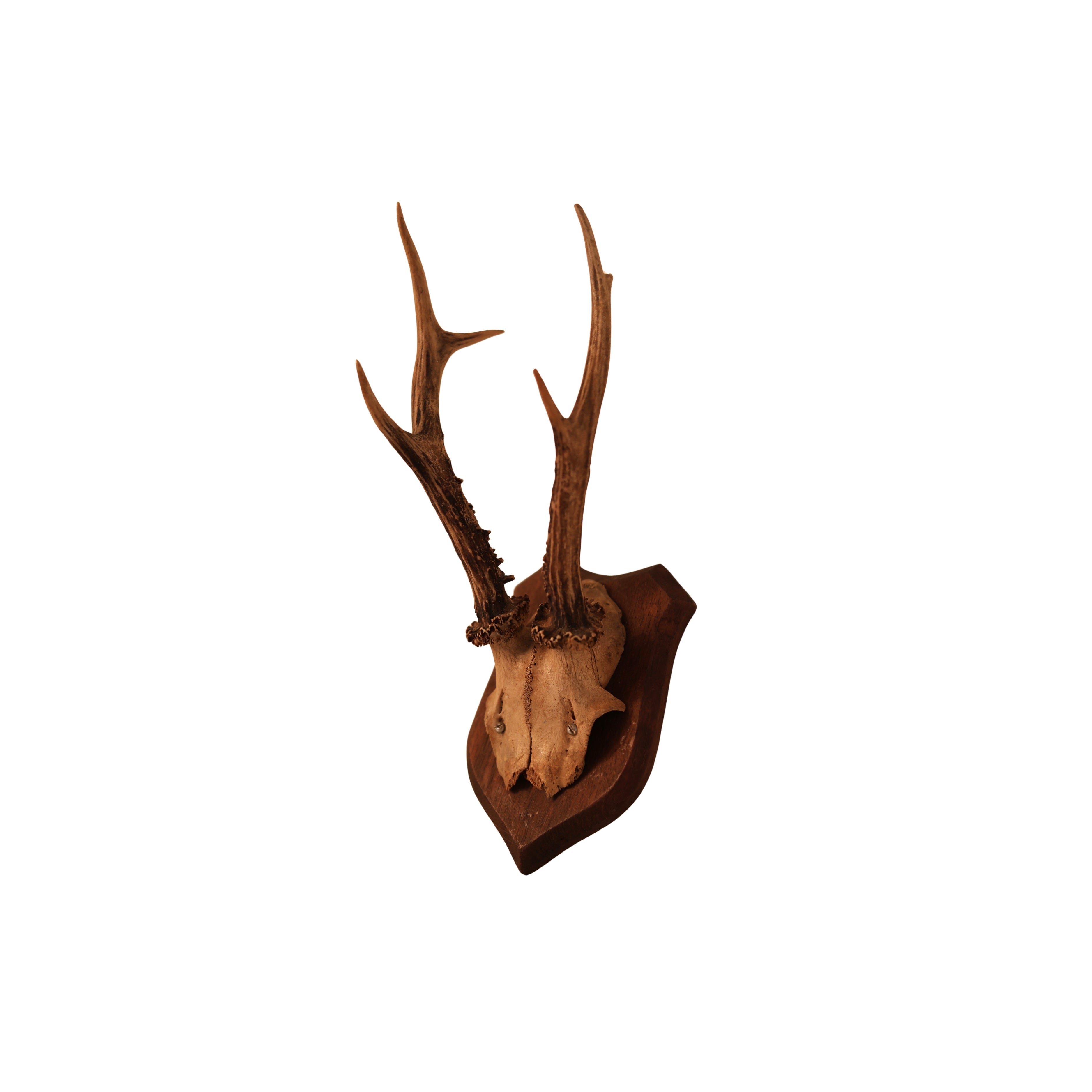6 pt Roe Deer Shield Mount (No. 1)