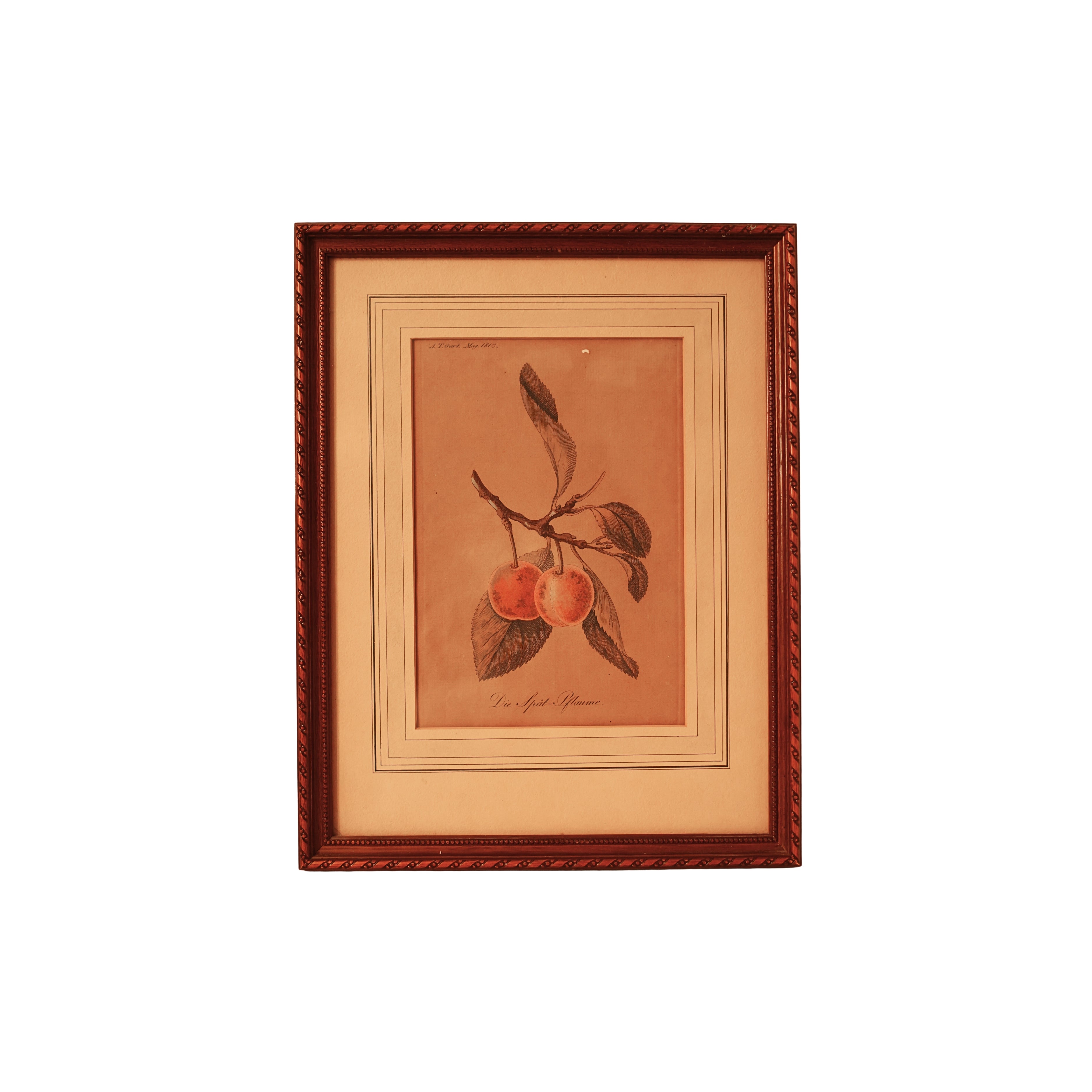 “Die Spät-Pflaume” (The Late Plum) – Hand-Colored Botanical Engraving