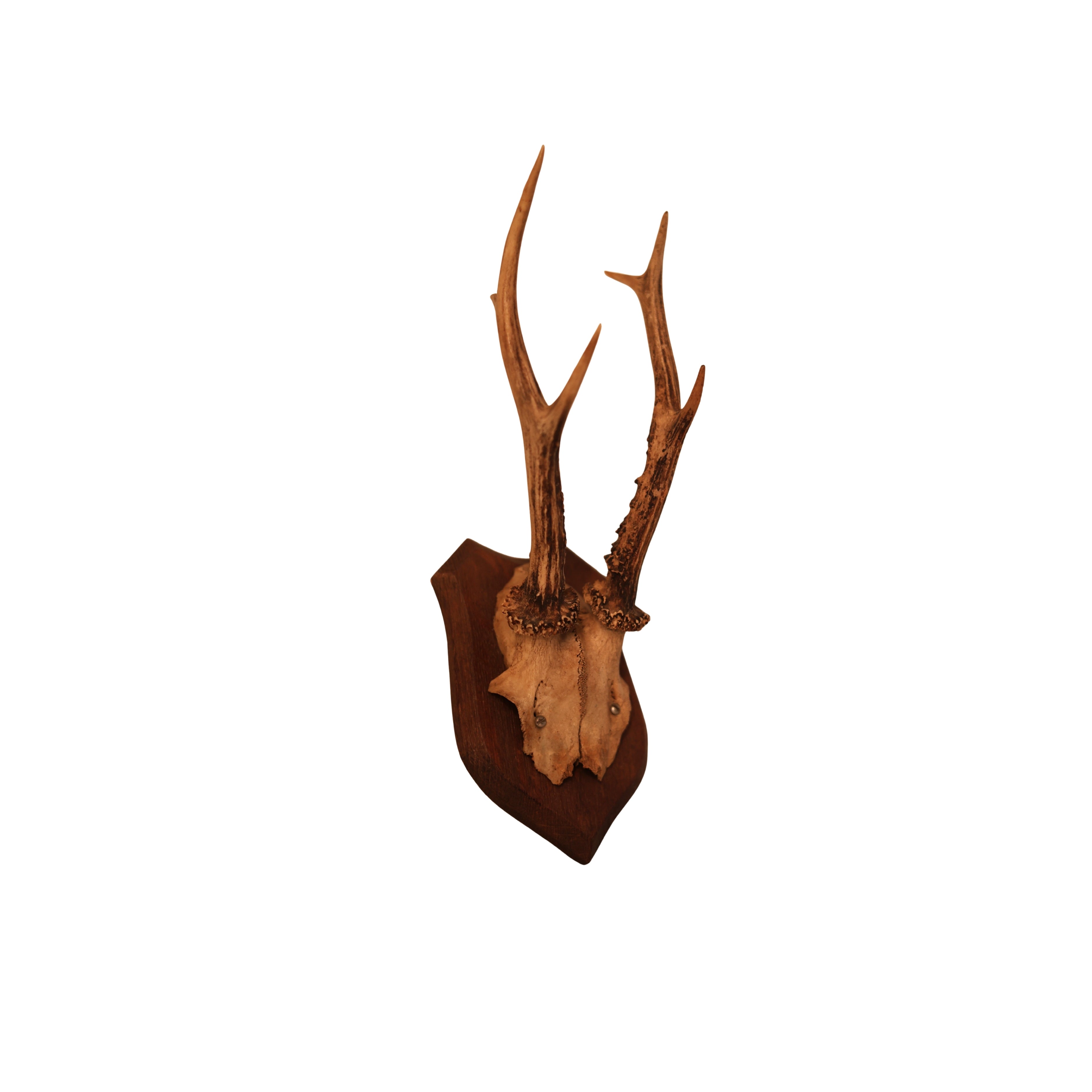 6 pt Roe Deer Shield Mount (No. 1)