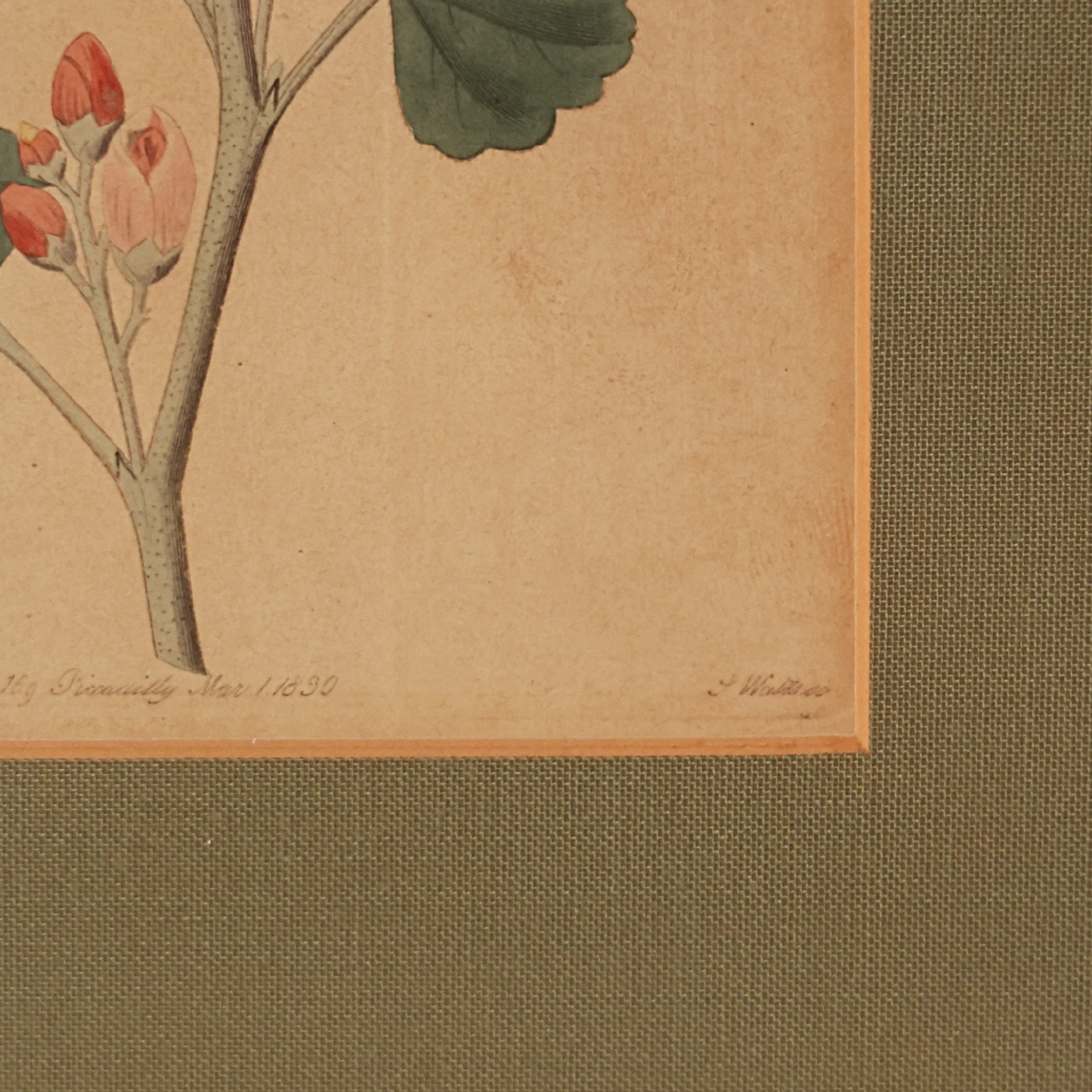 c. 1831 Red Hollyhock Botanical Engraving