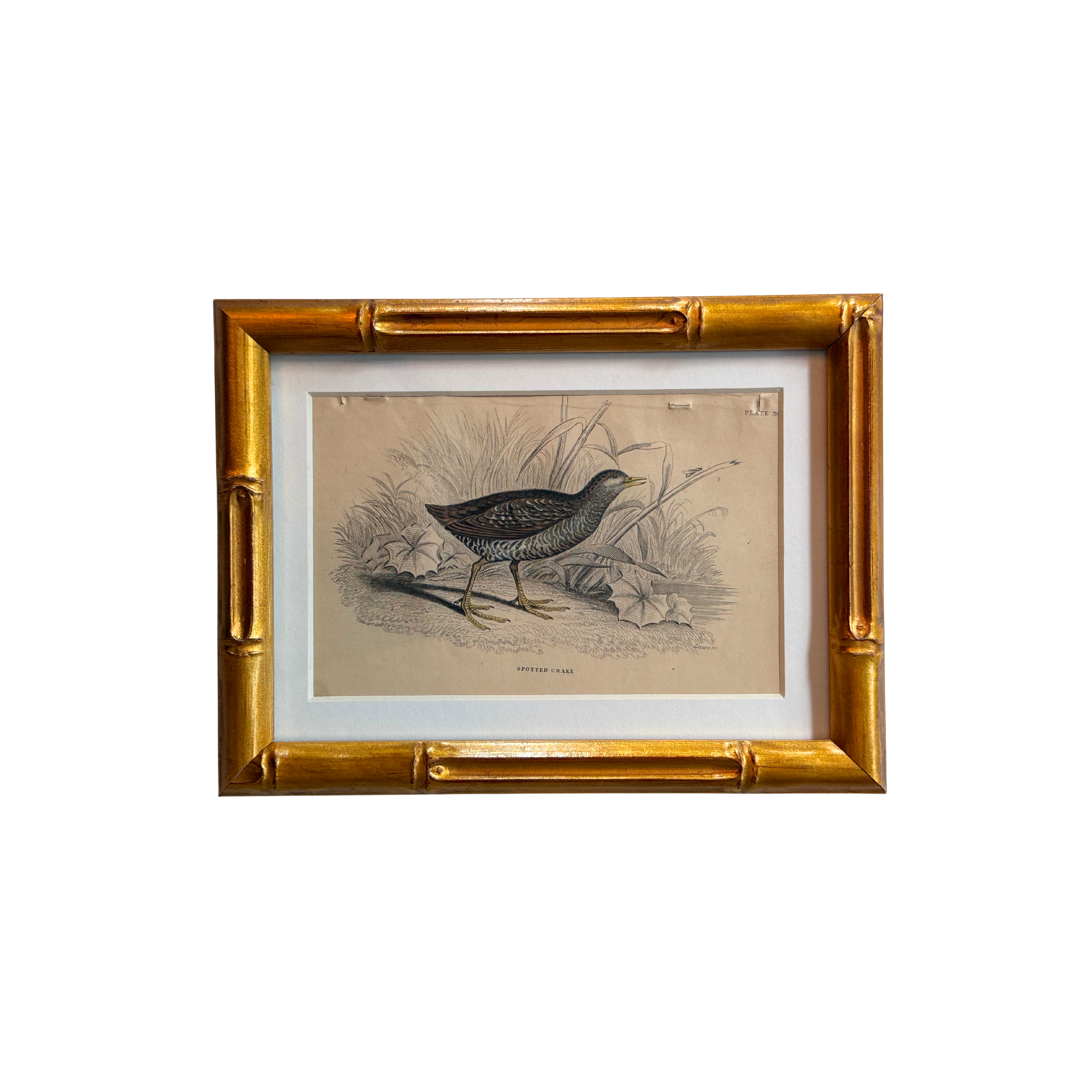19th c. Engraving, Spotted Crake