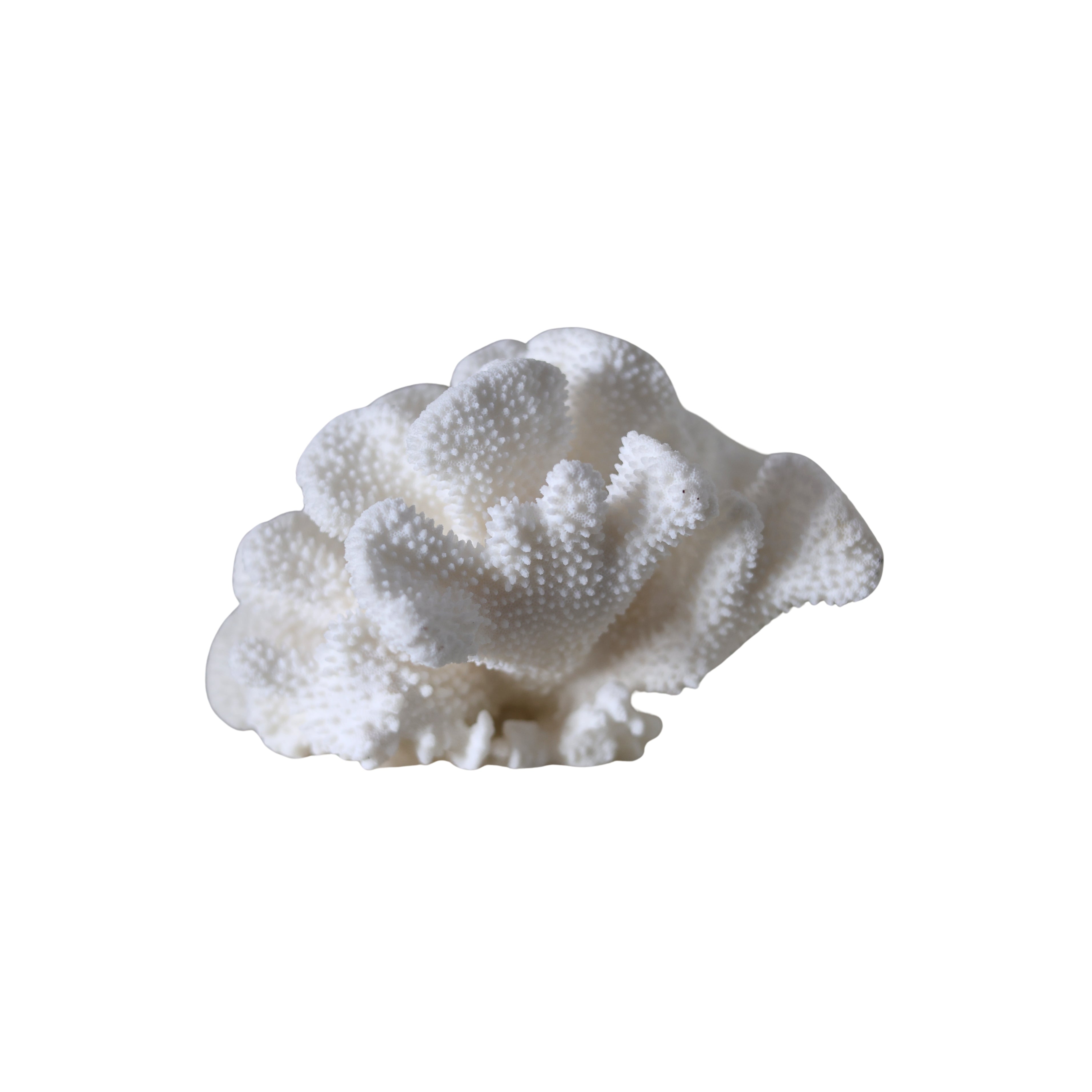 White Cat’s Paw Coral Specimen