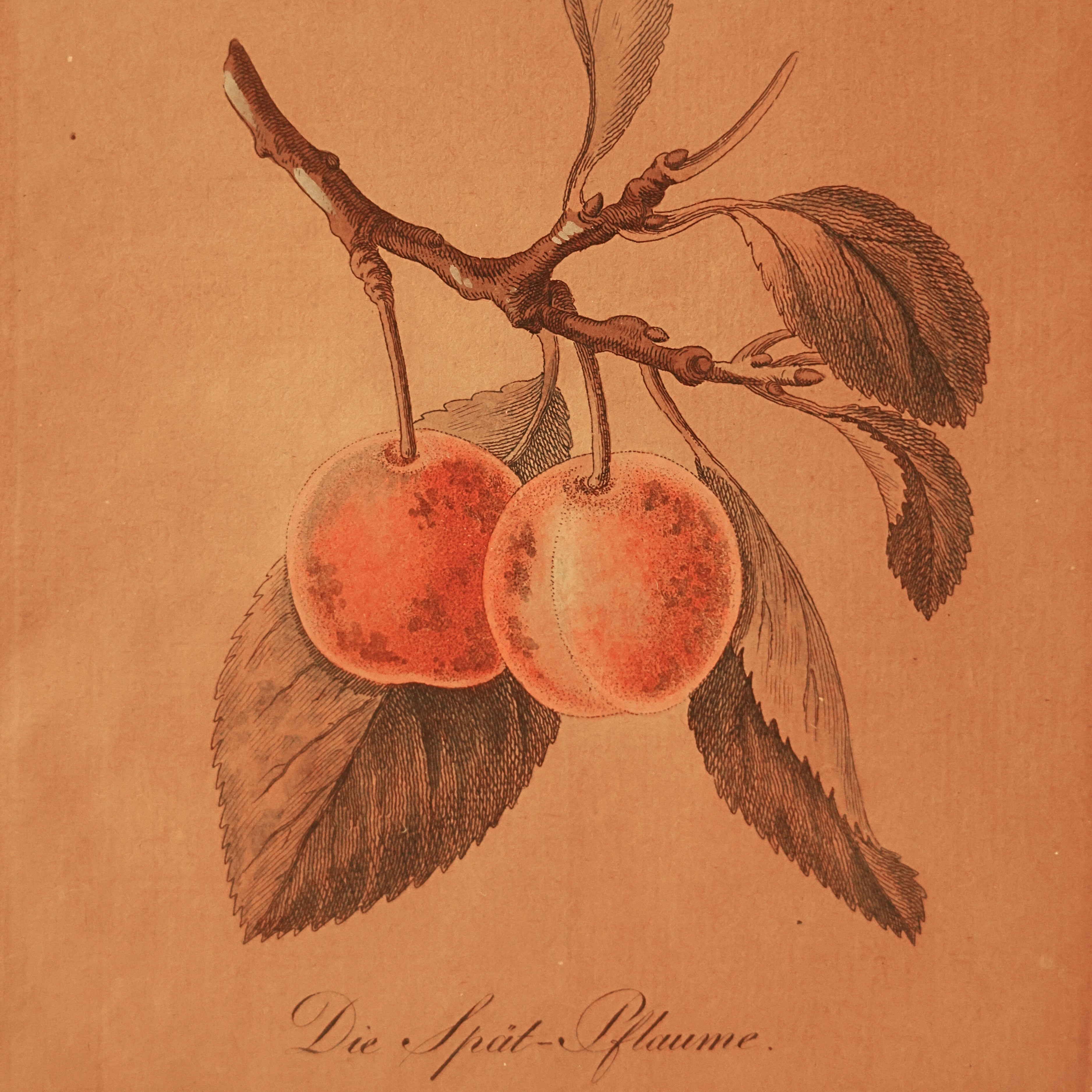 “Die Spät-Pflaume” (The Late Plum) – Hand-Colored Botanical Engraving