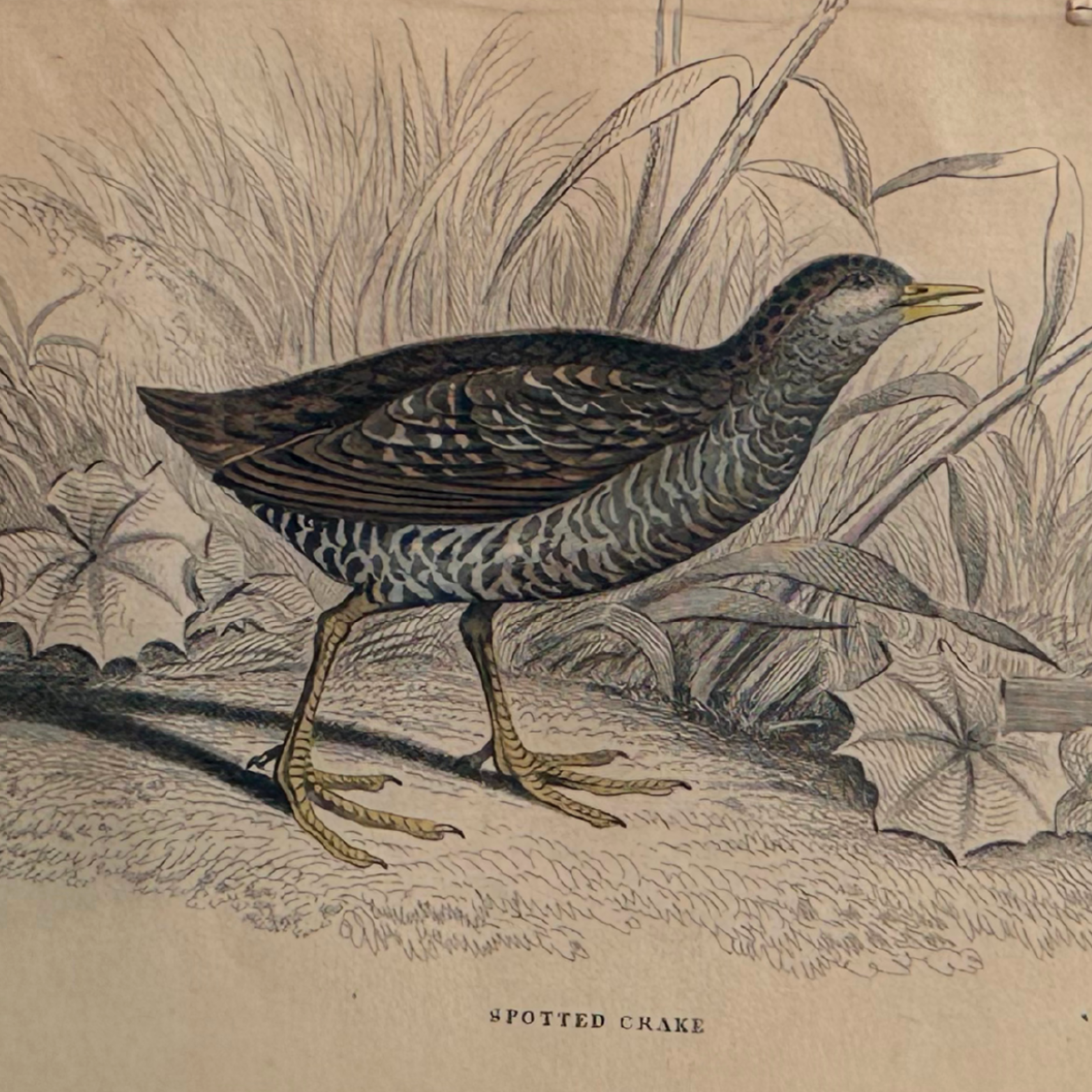 19th c. Engraving, Spotted Crake
