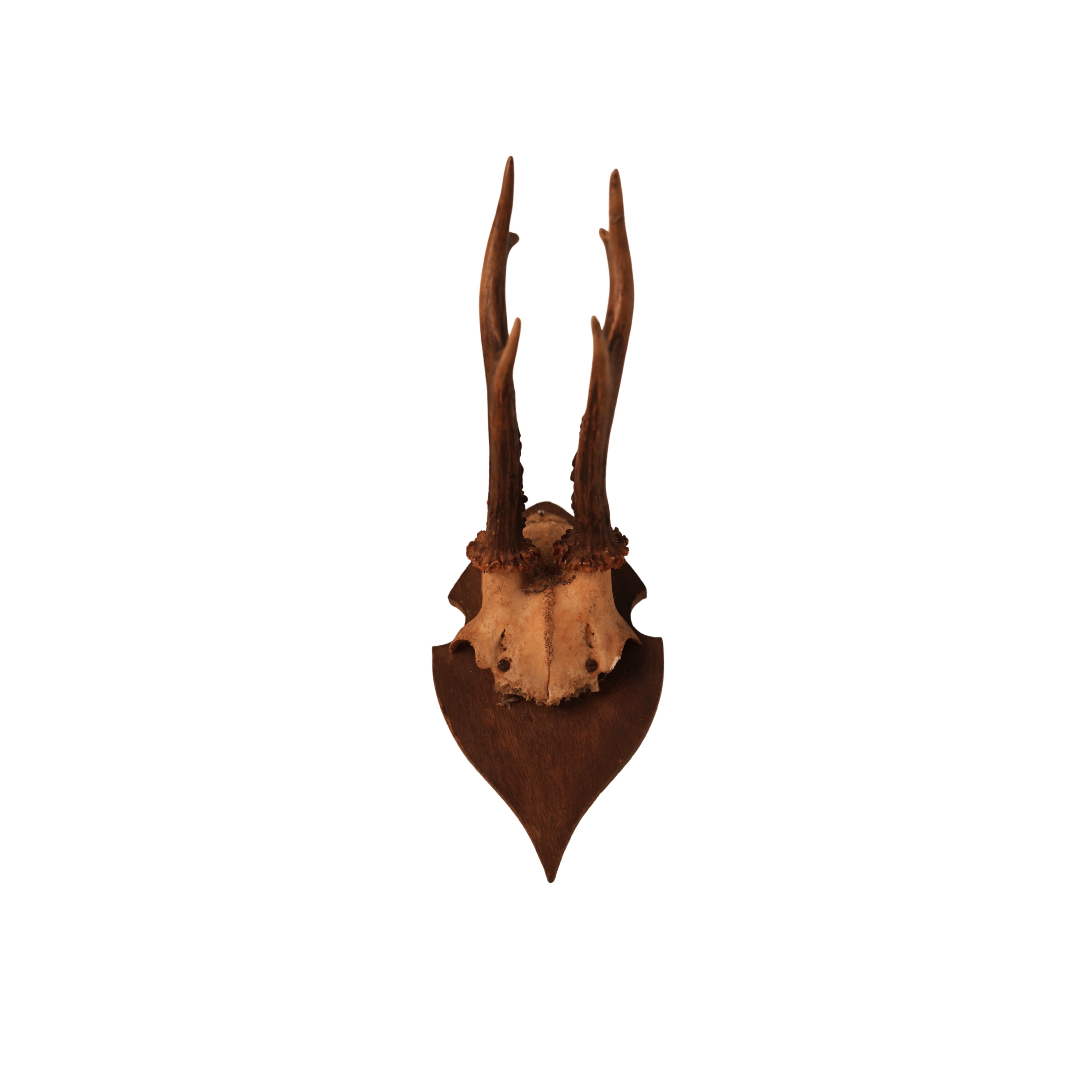 6 pt Roe Deer Shield Mount (No. 2)