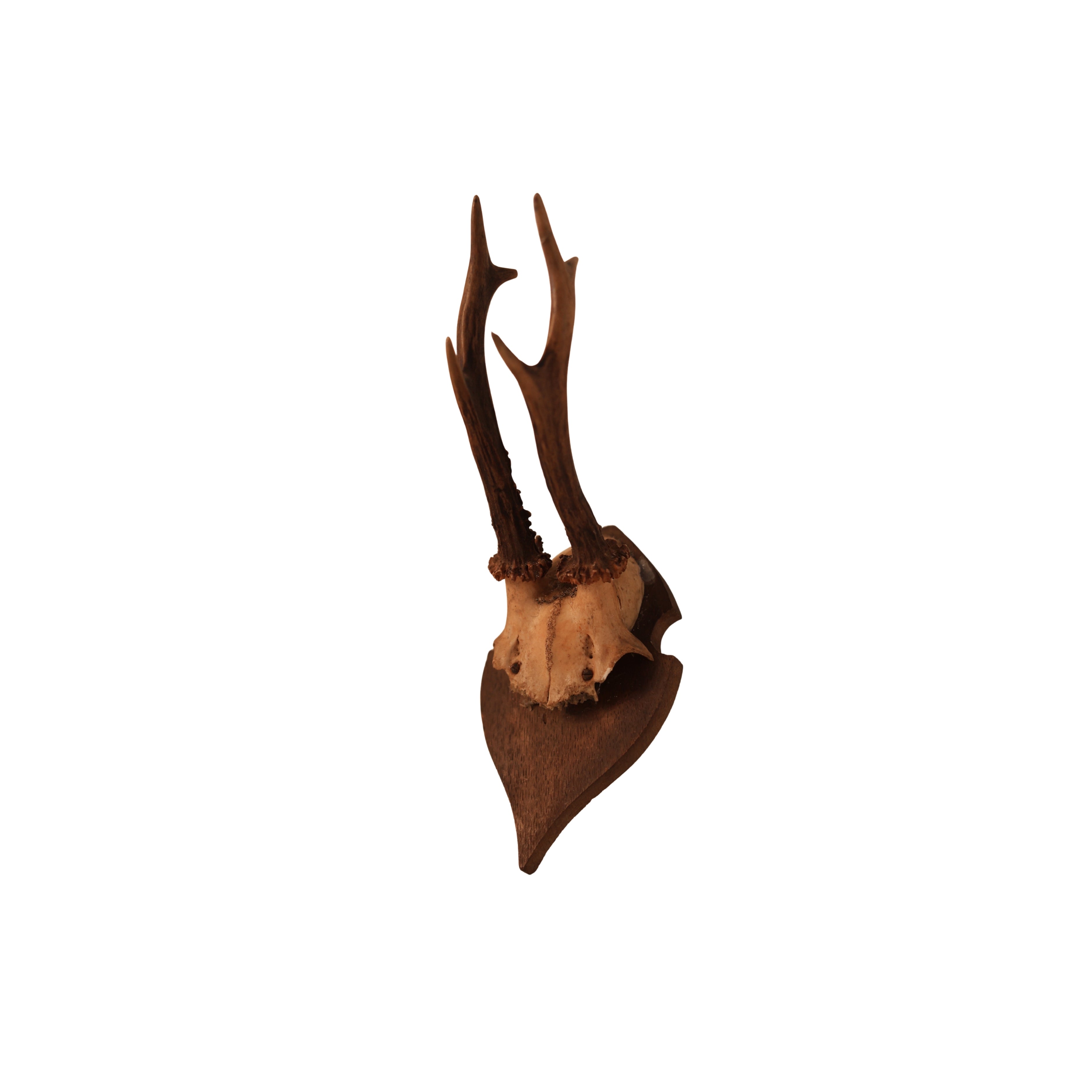 6 pt Roe Deer Shield Mount (No. 2)