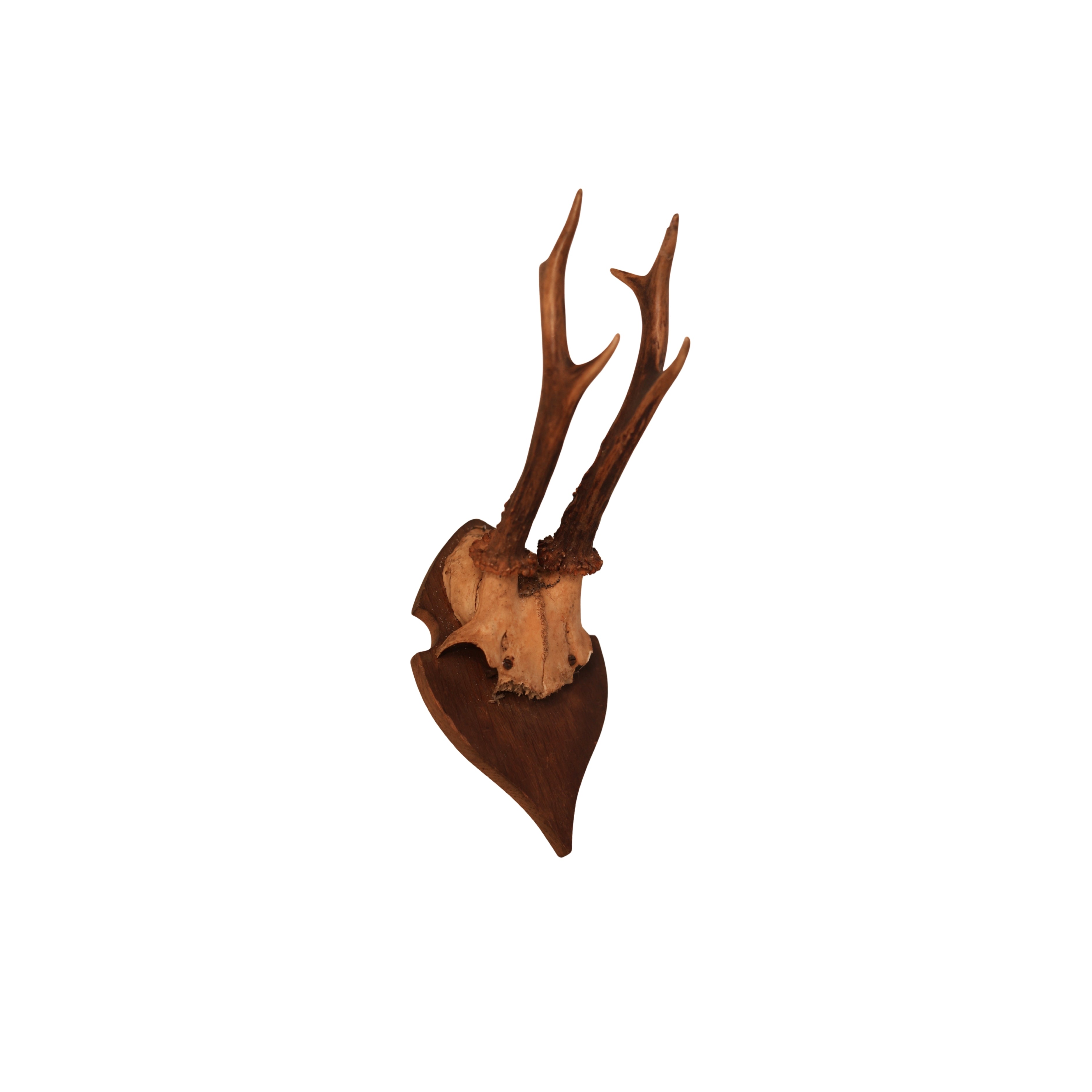 6 pt Roe Deer Shield Mount (No. 2)
