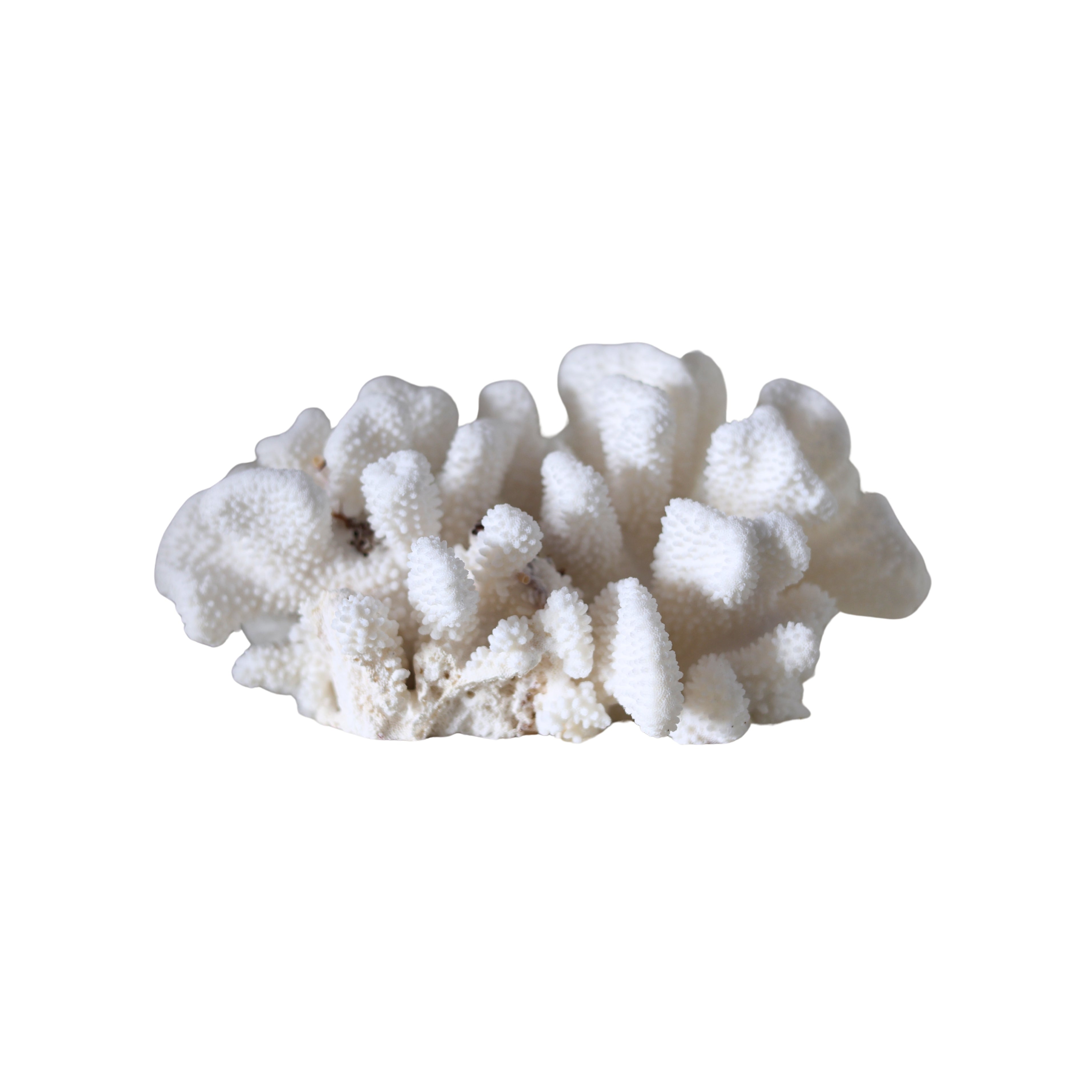 White Cat’s Paw Coral Specimen