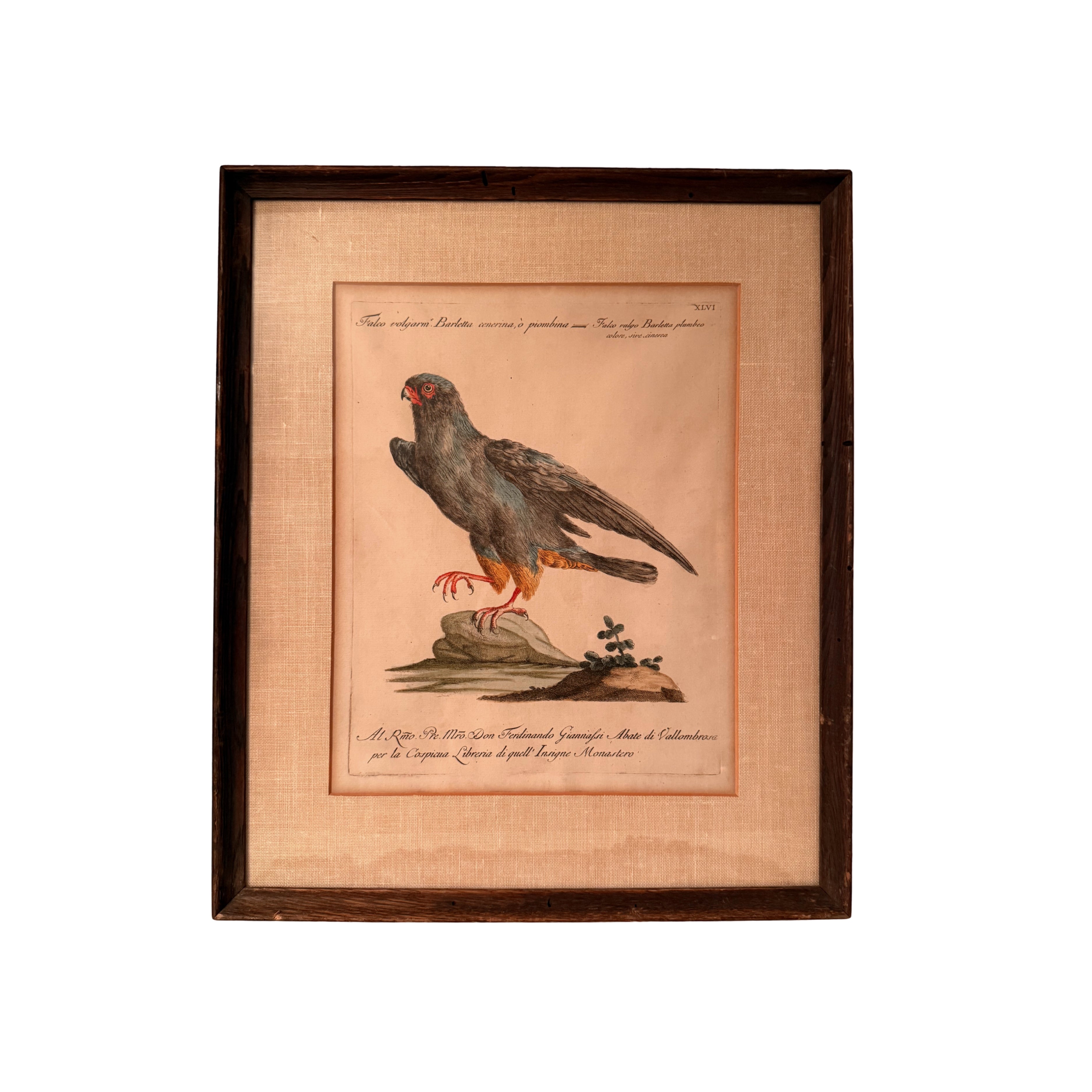 S. Manetti Engraving — Falco Peregrinus