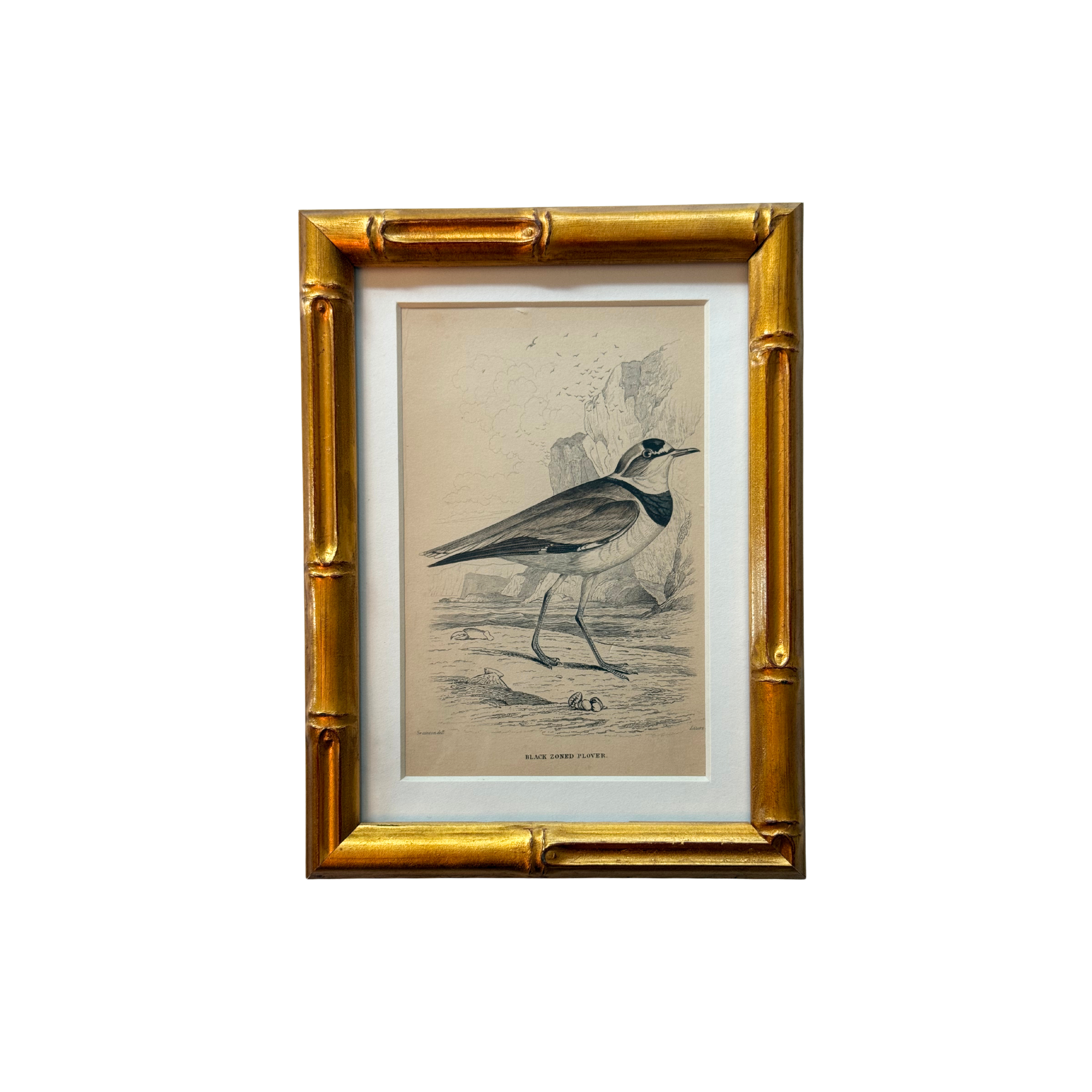 19th c. Engraving, Black Zoned Plover