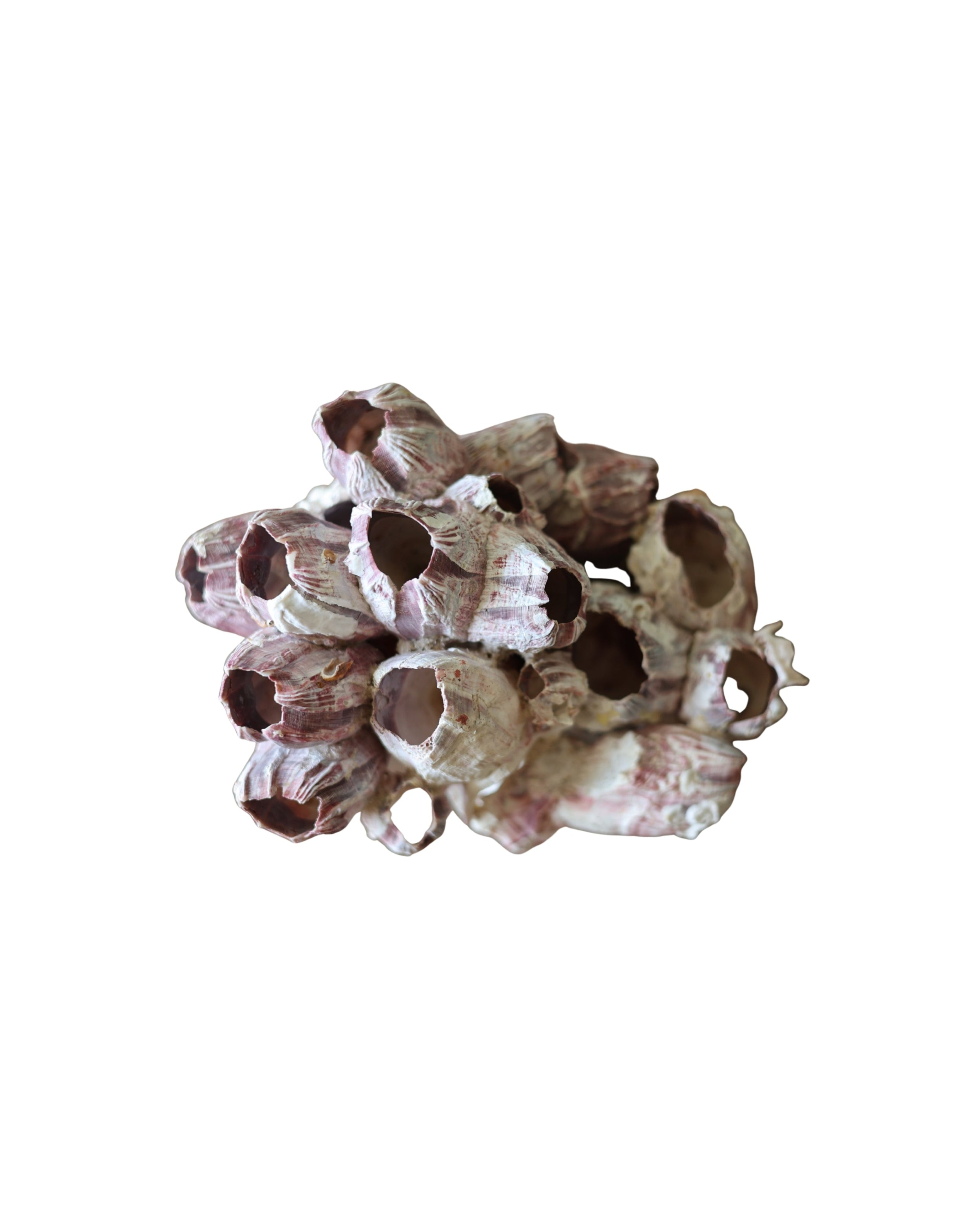 Natural Barnacle Cluster Specimen