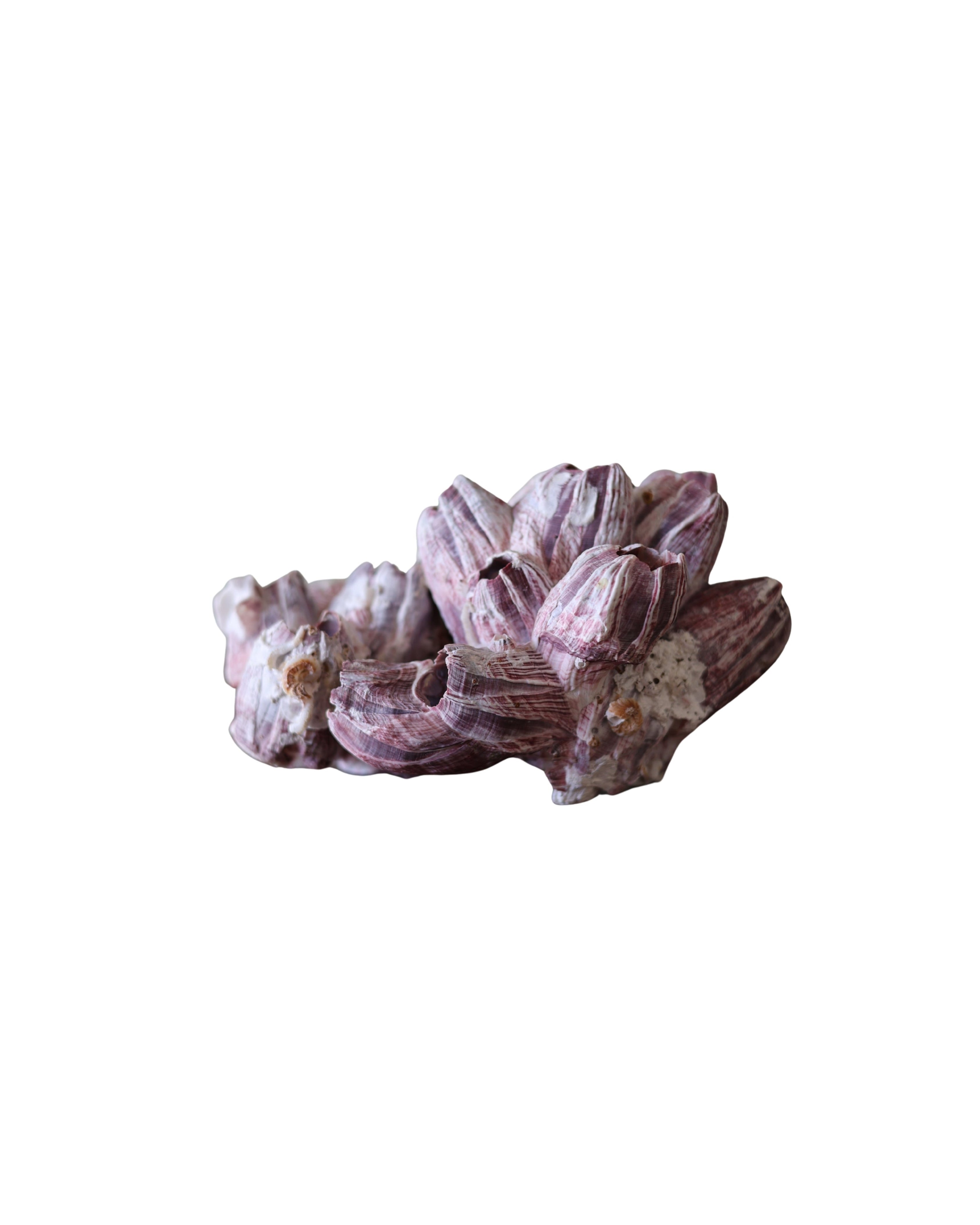 Natural Barnacle Cluster Specimen-3