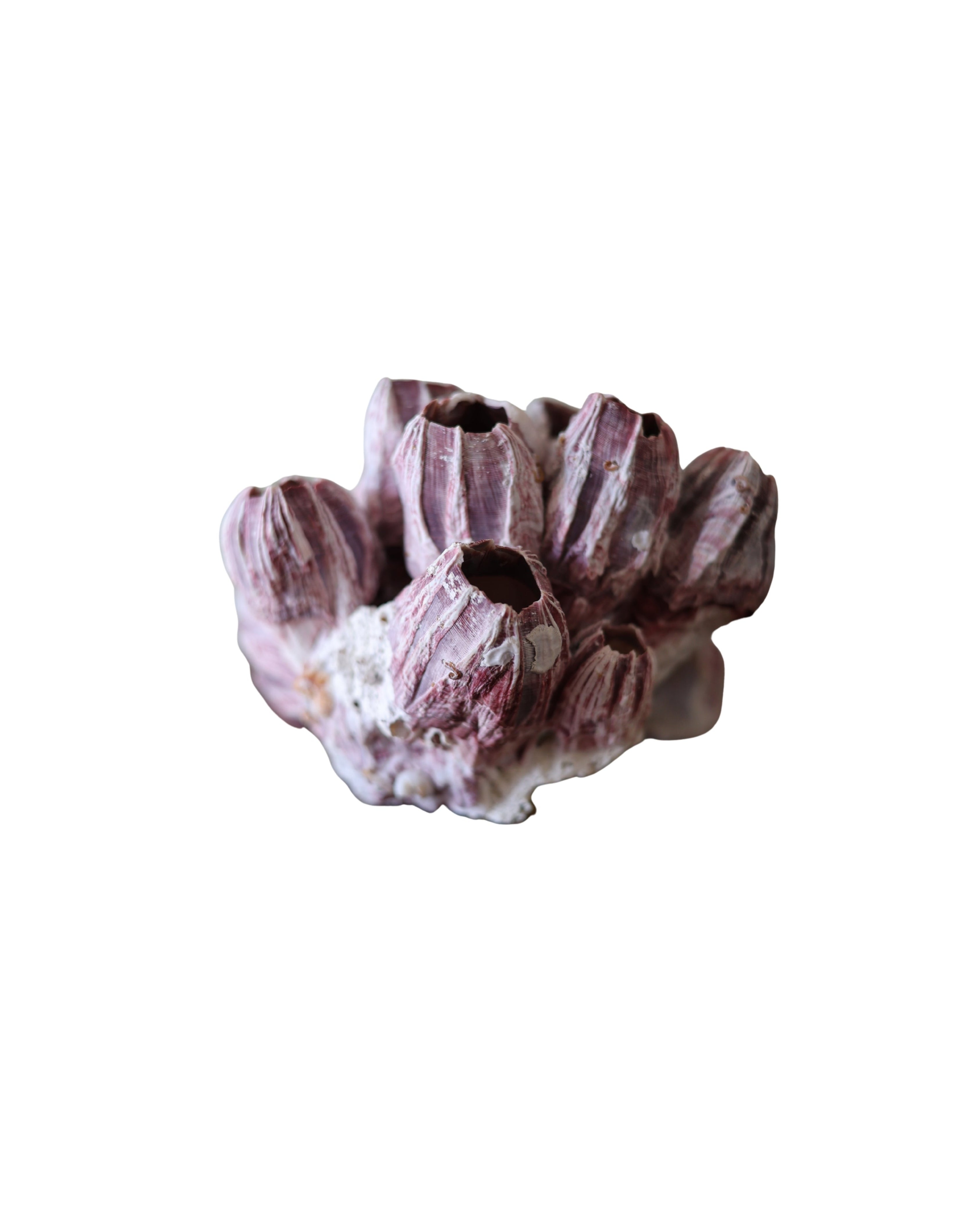 Natural Barnacle Cluster Specimen