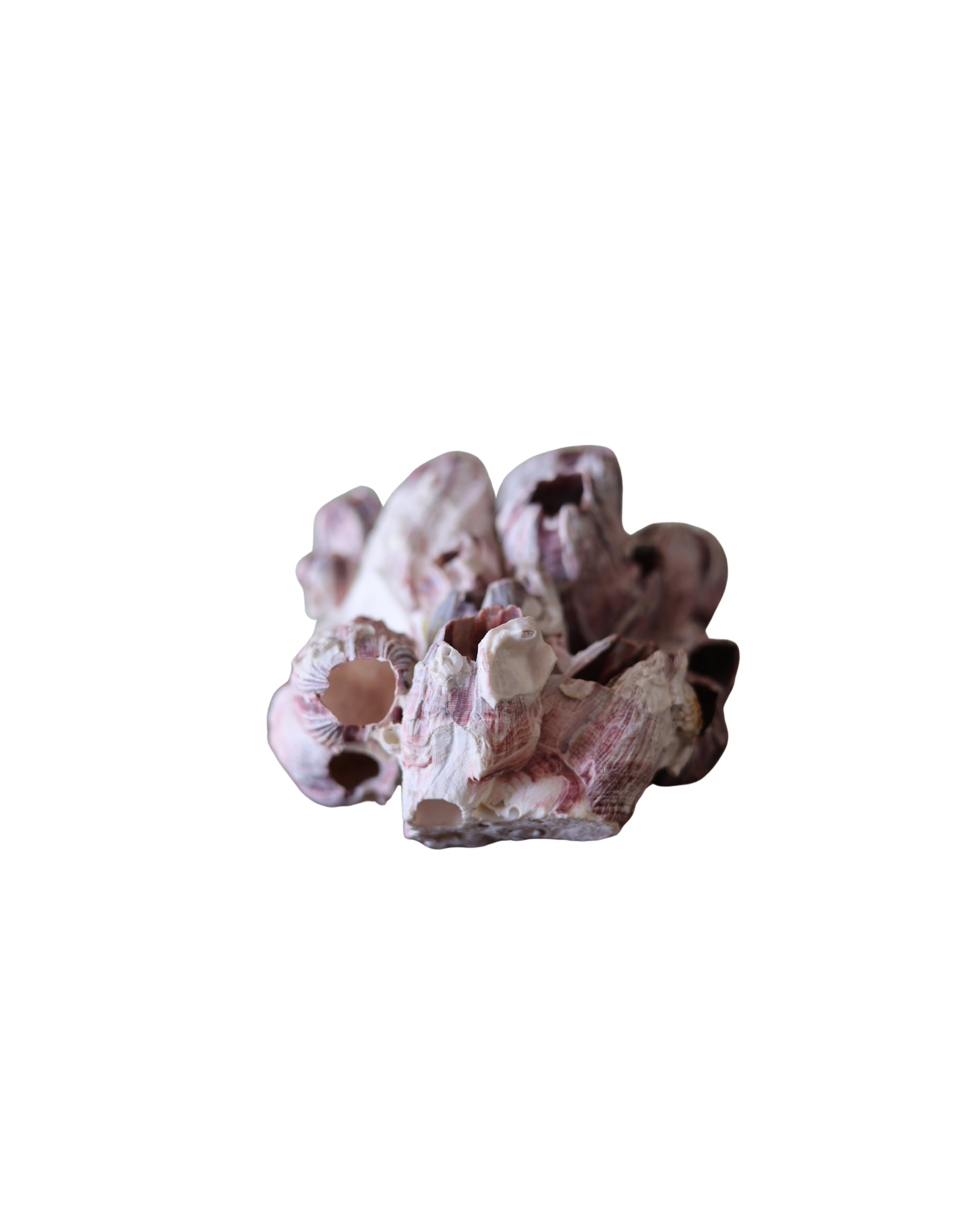 Natural Barnacle Cluster Specimen-4