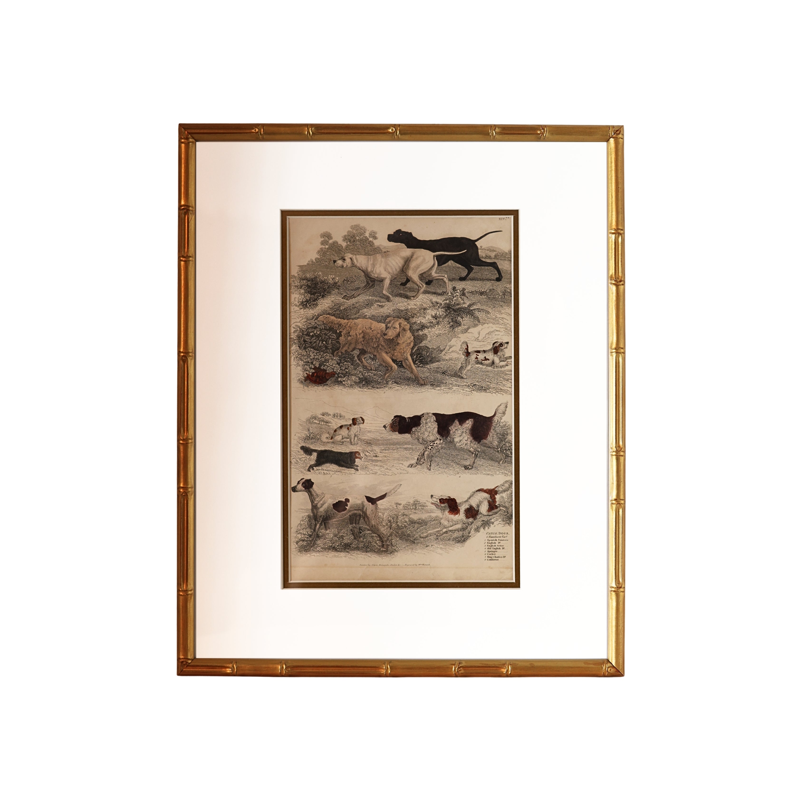 19th c. Canine Engraving — Sporting & Hound Breeds, A.