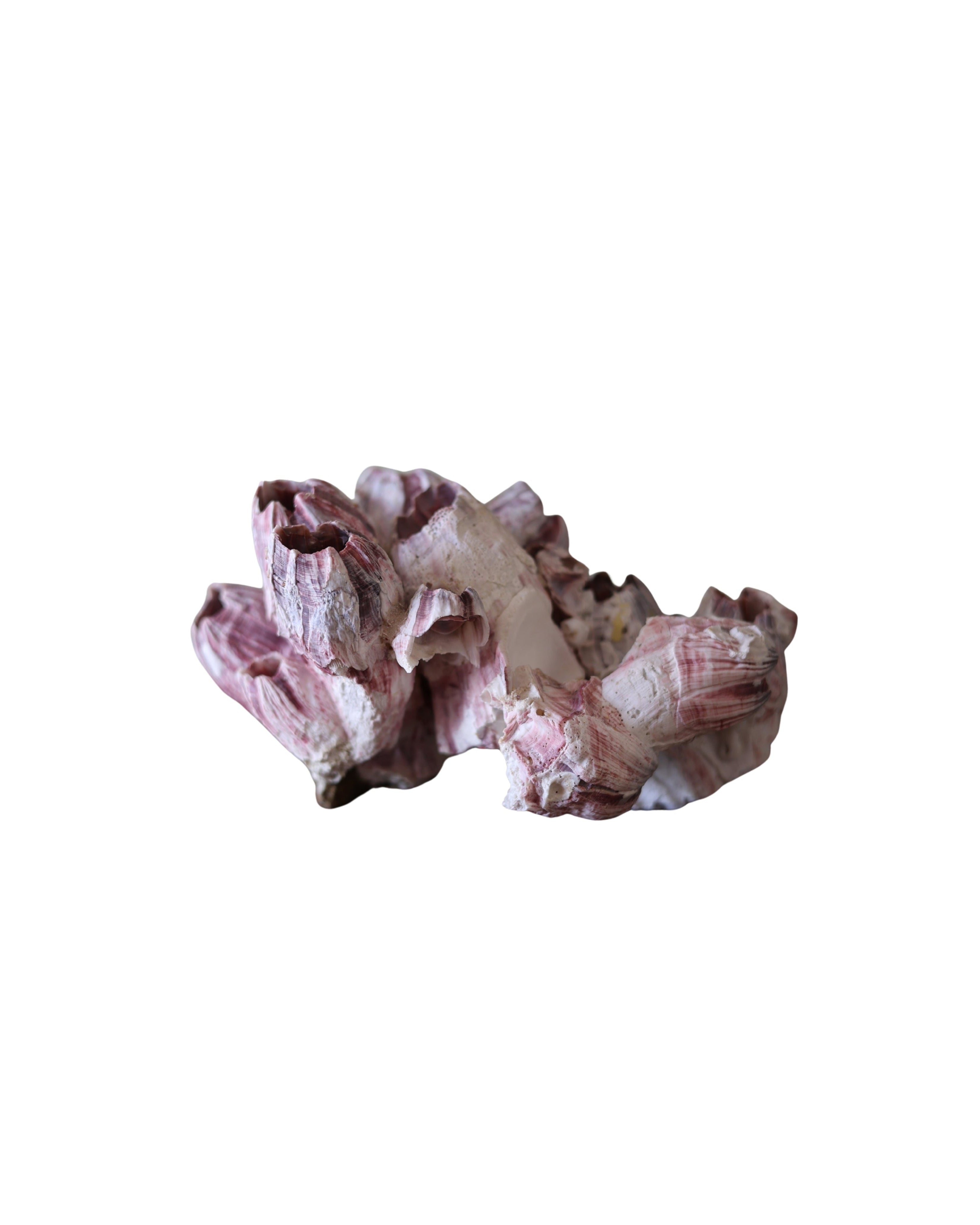Natural Barnacle Cluster Specimen-5