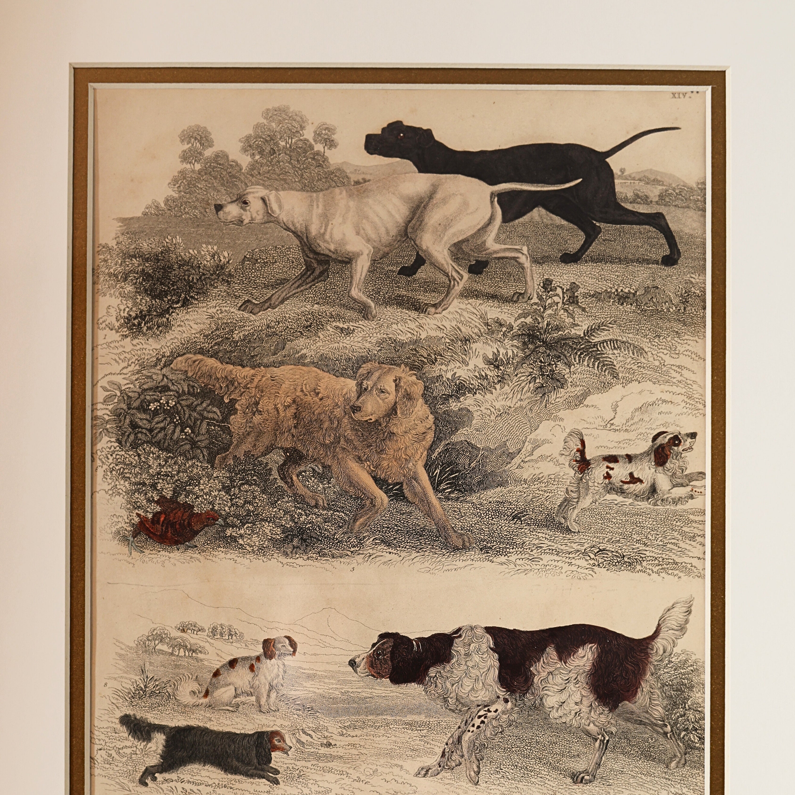19th c. Canine Engraving — Sporting & Hound Breeds, A.
