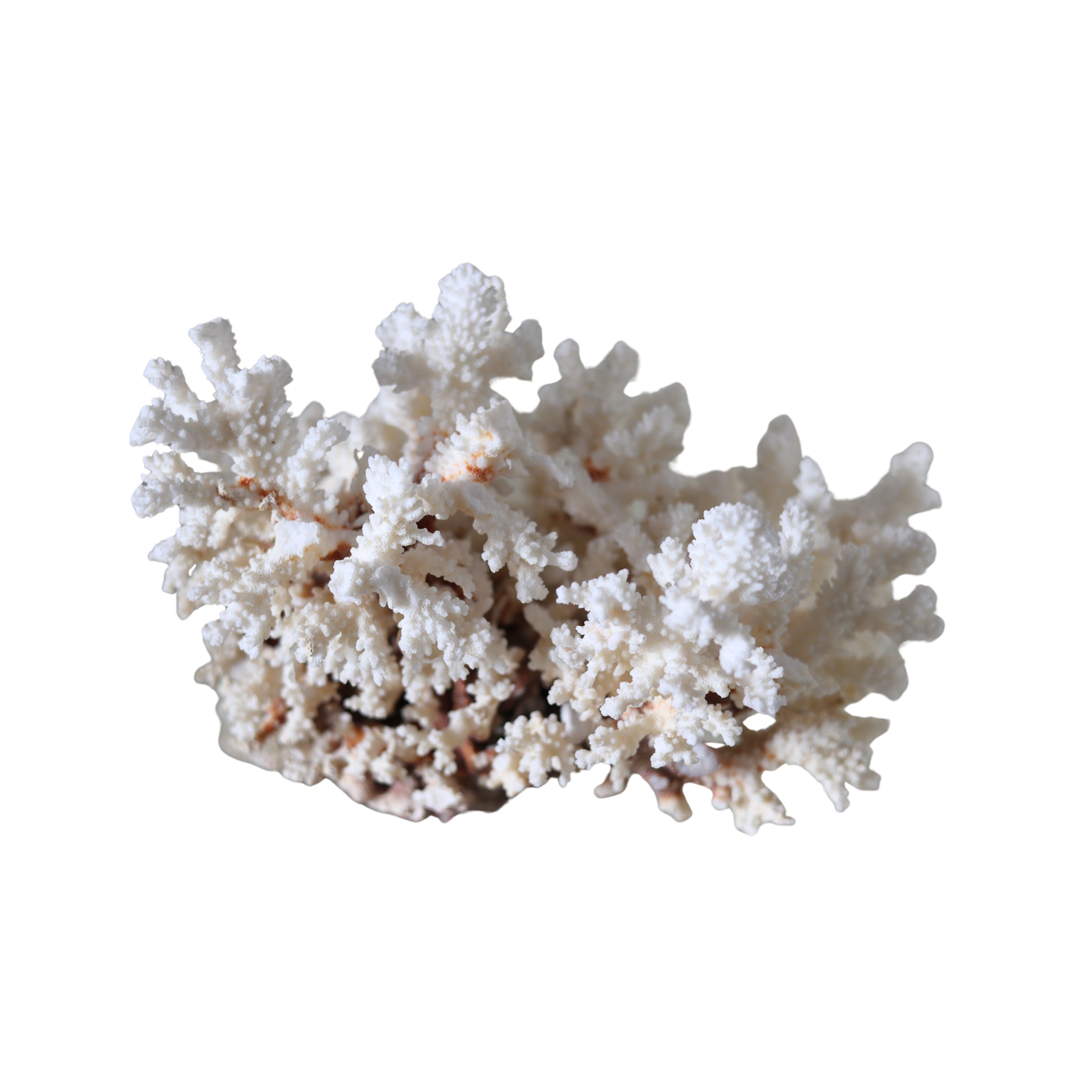 Large White Branch Coral Specimen