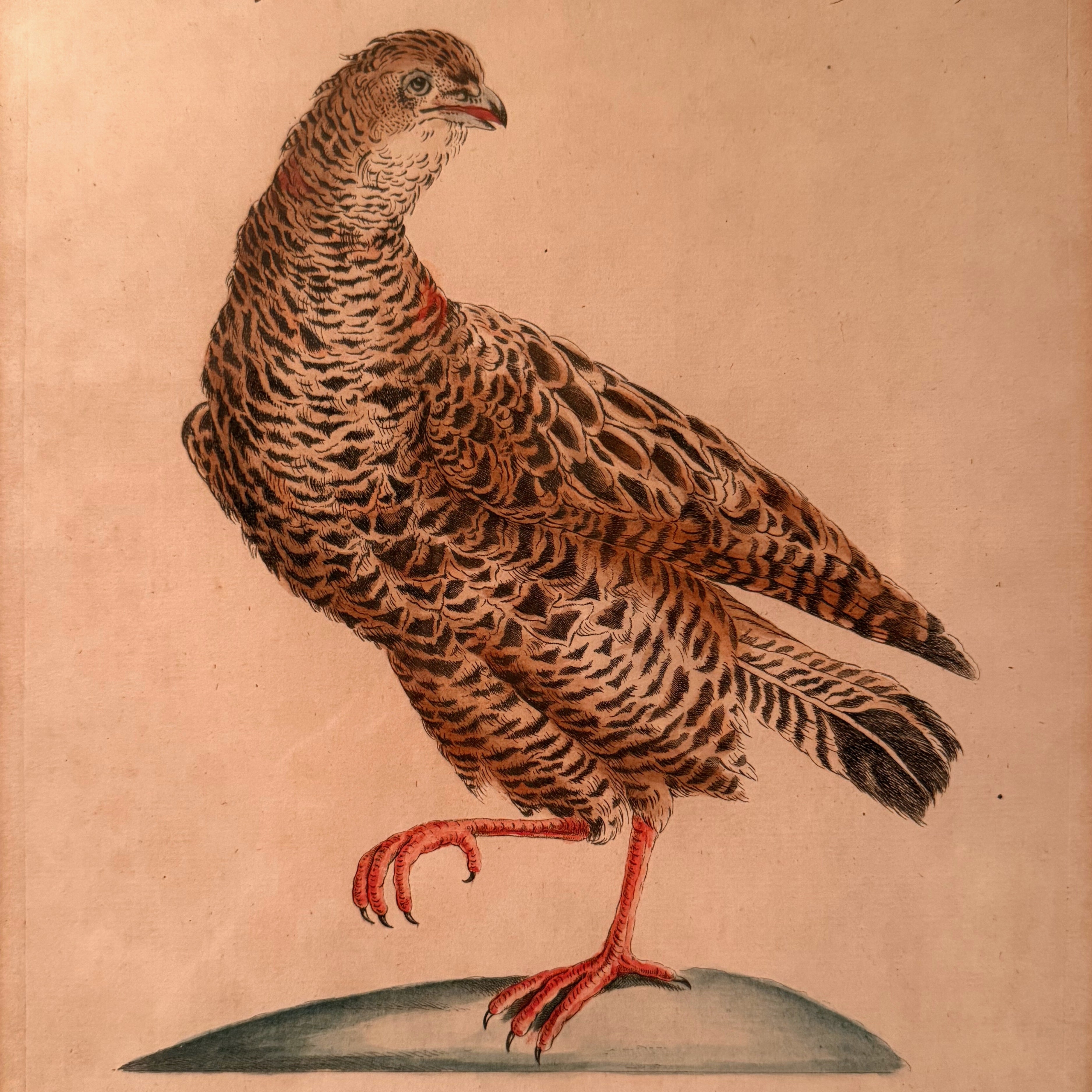 S. Manetti Engraving — Francolino degli Italiani Femmina