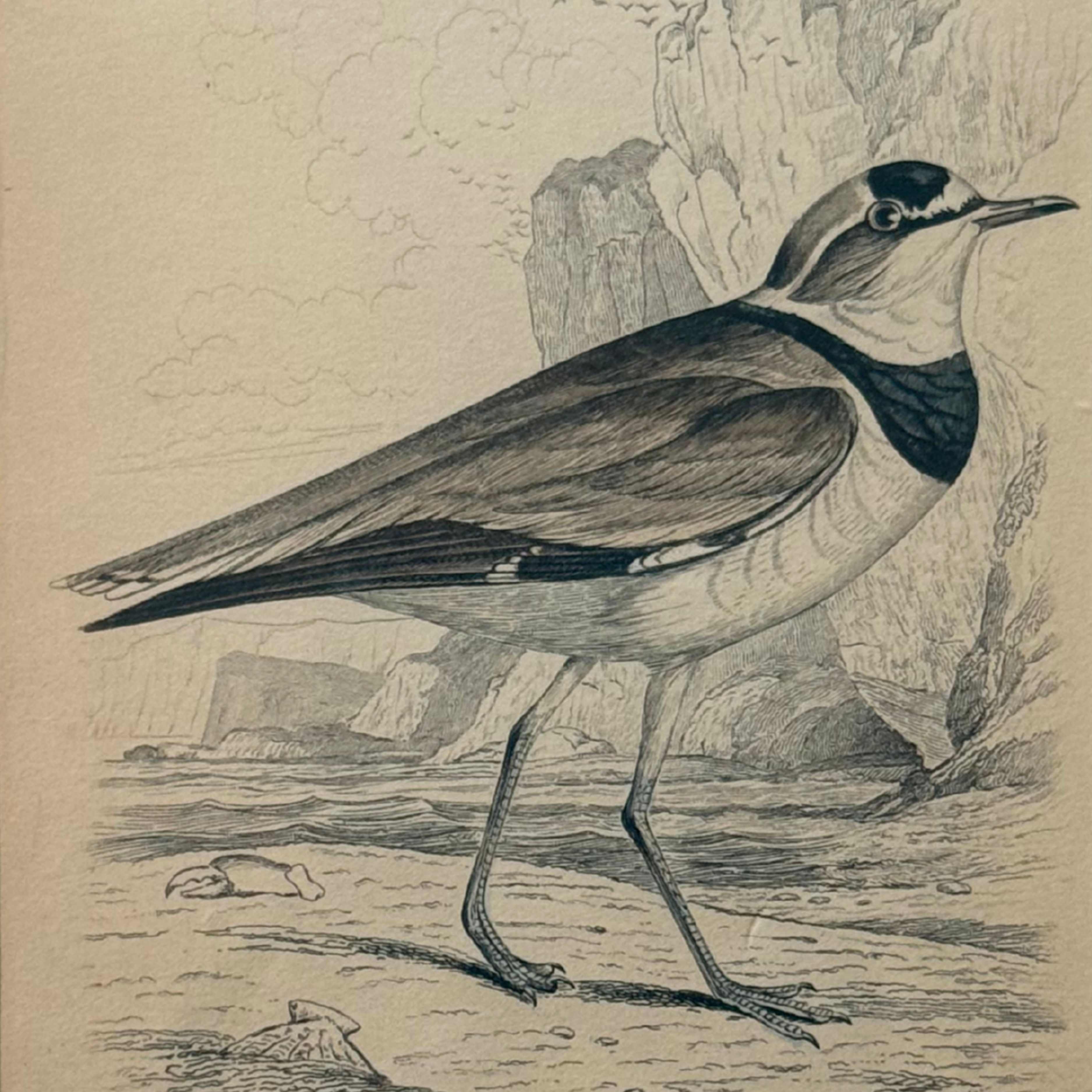 19th c. Engraving, Black Zoned Plover
