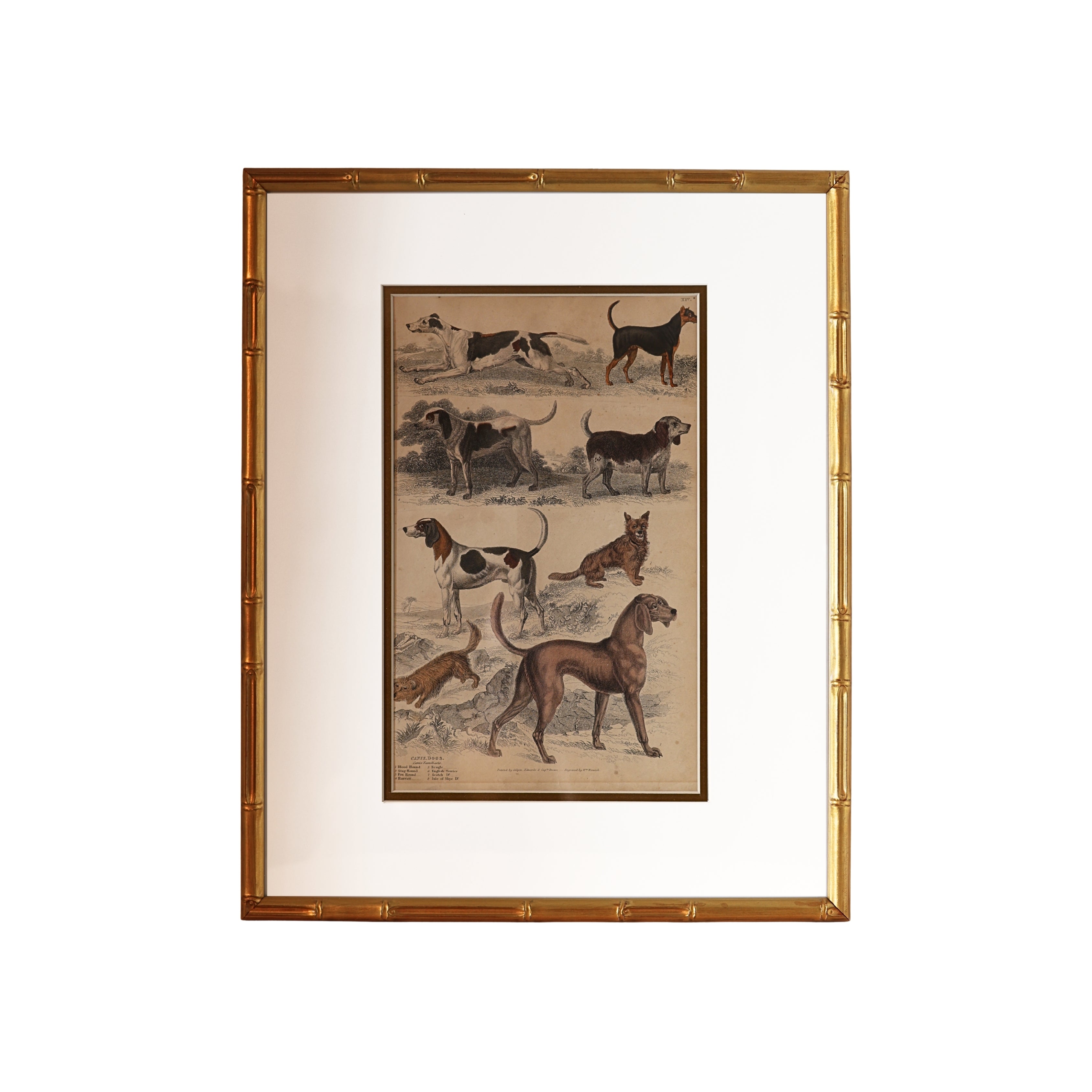 19th c. Canine Engraving — Sporting & Hound Breeds, B.
