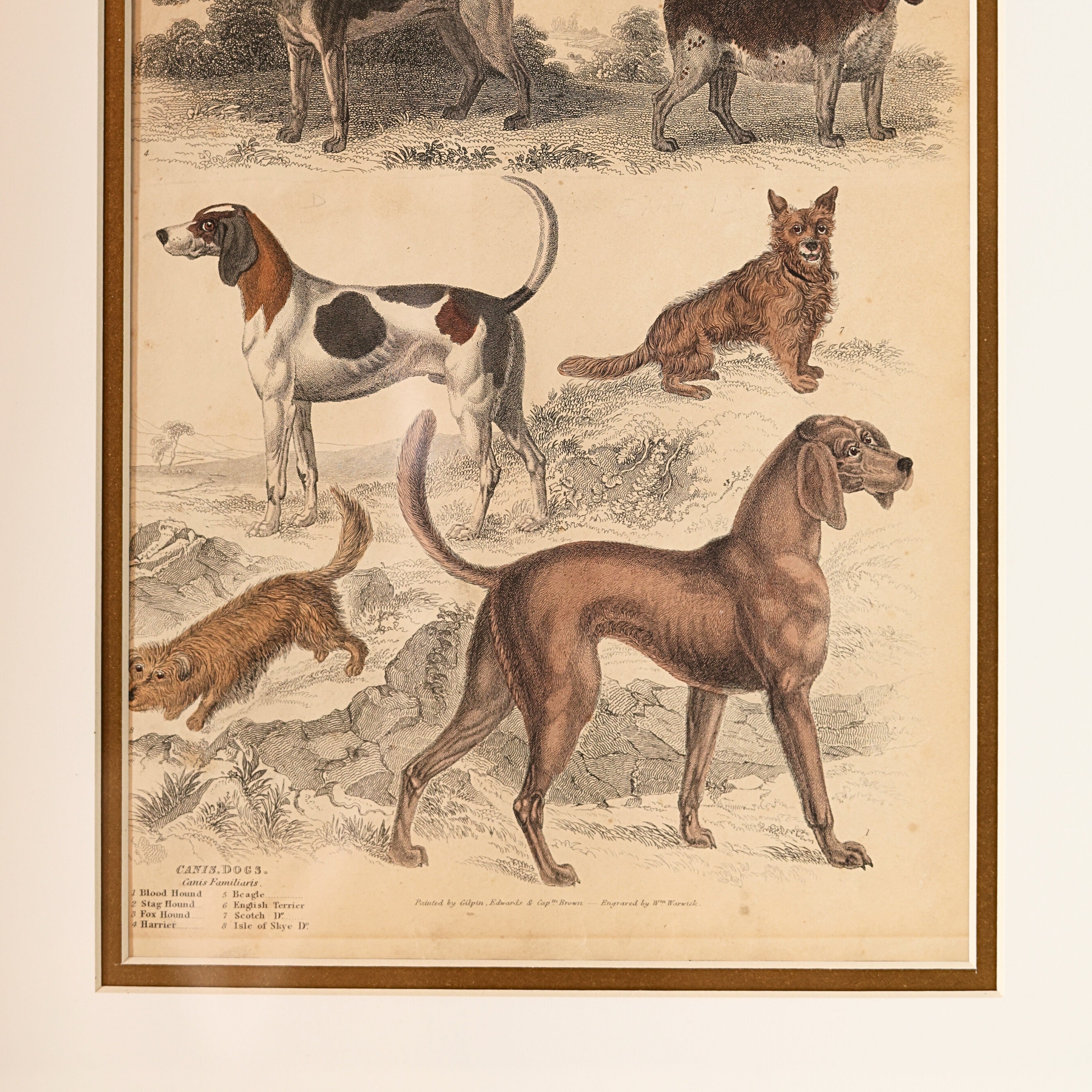 19th c. Canine Engraving — Sporting & Hound Breeds, B.