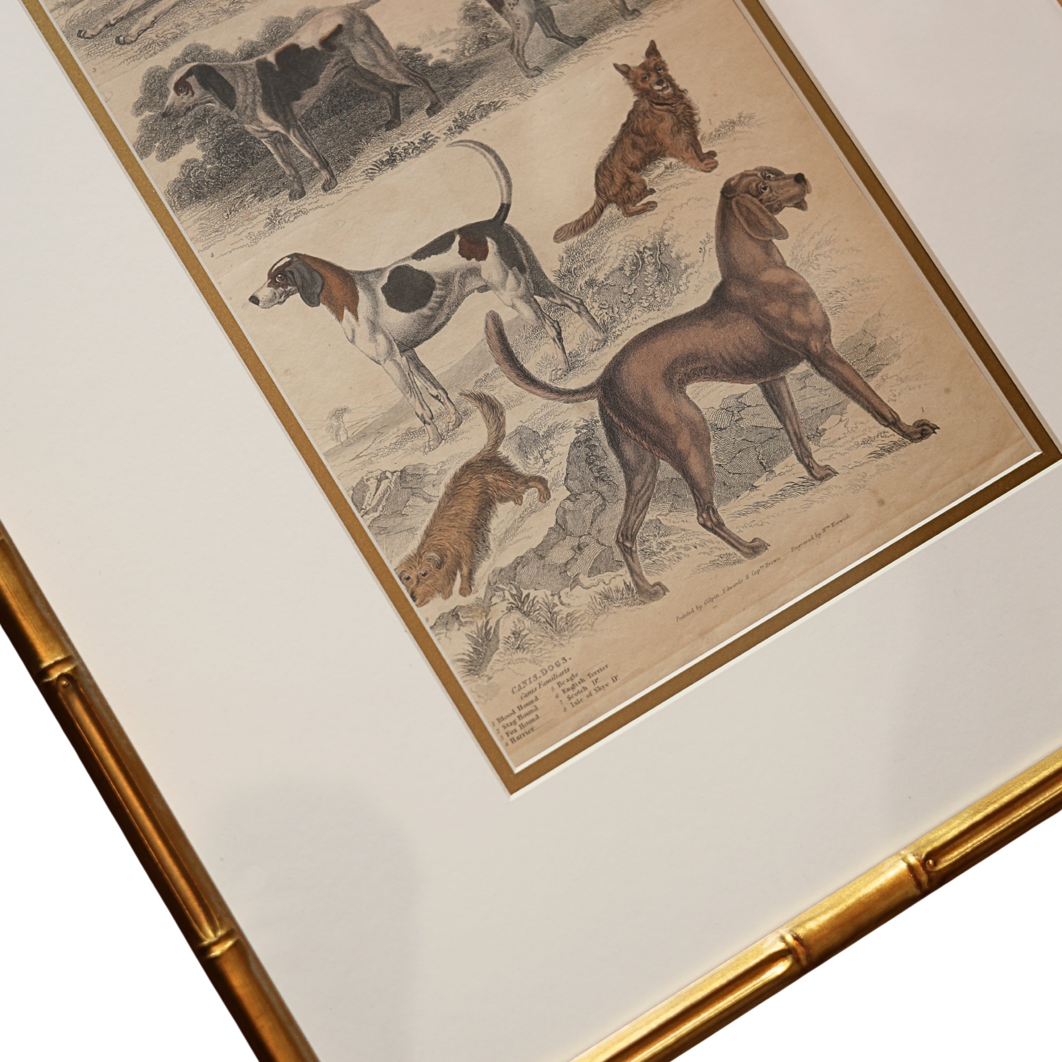 19th c. Canine Engraving — Sporting & Hound Breeds, B.