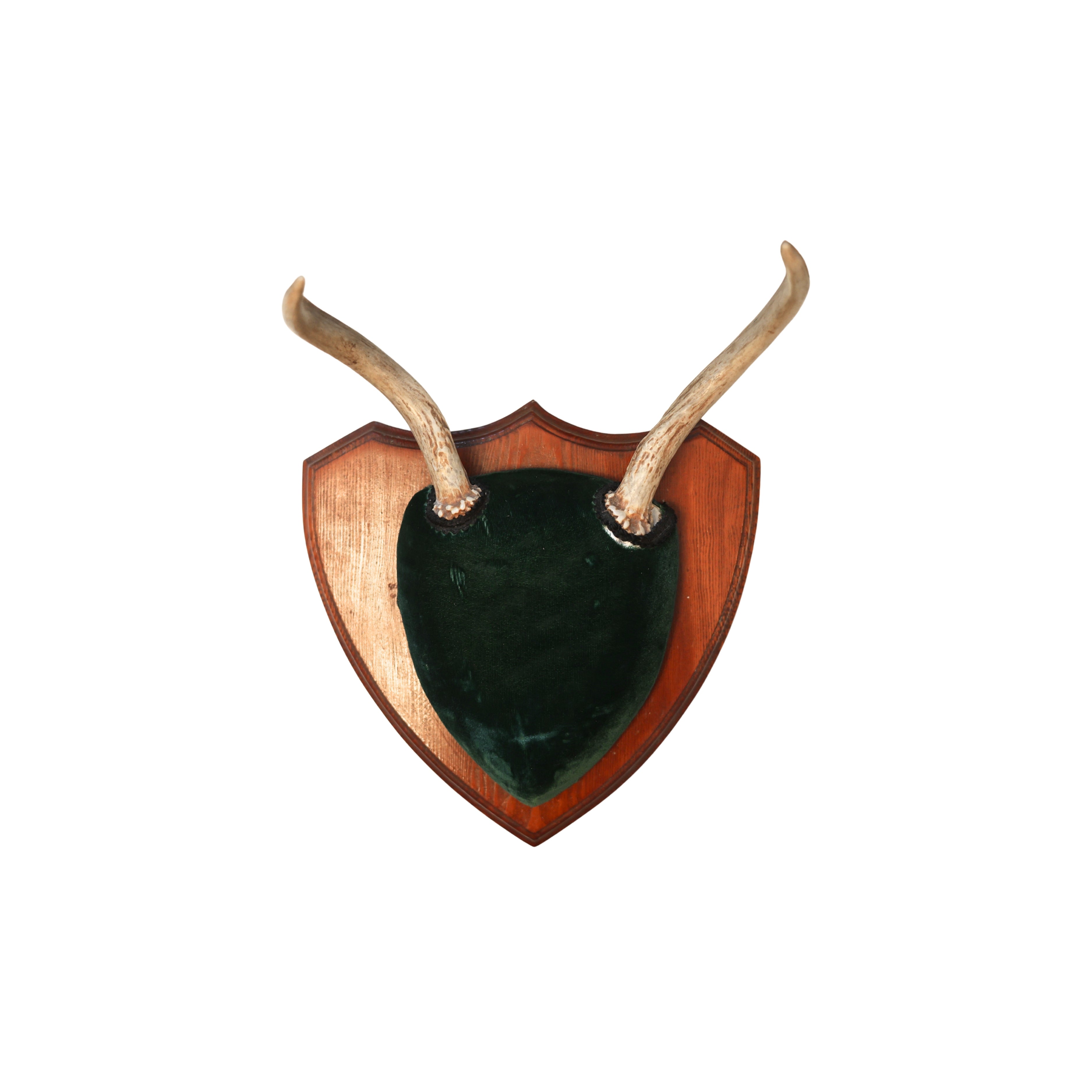 Shield-Mounted Antlers with Velvet Plaque
