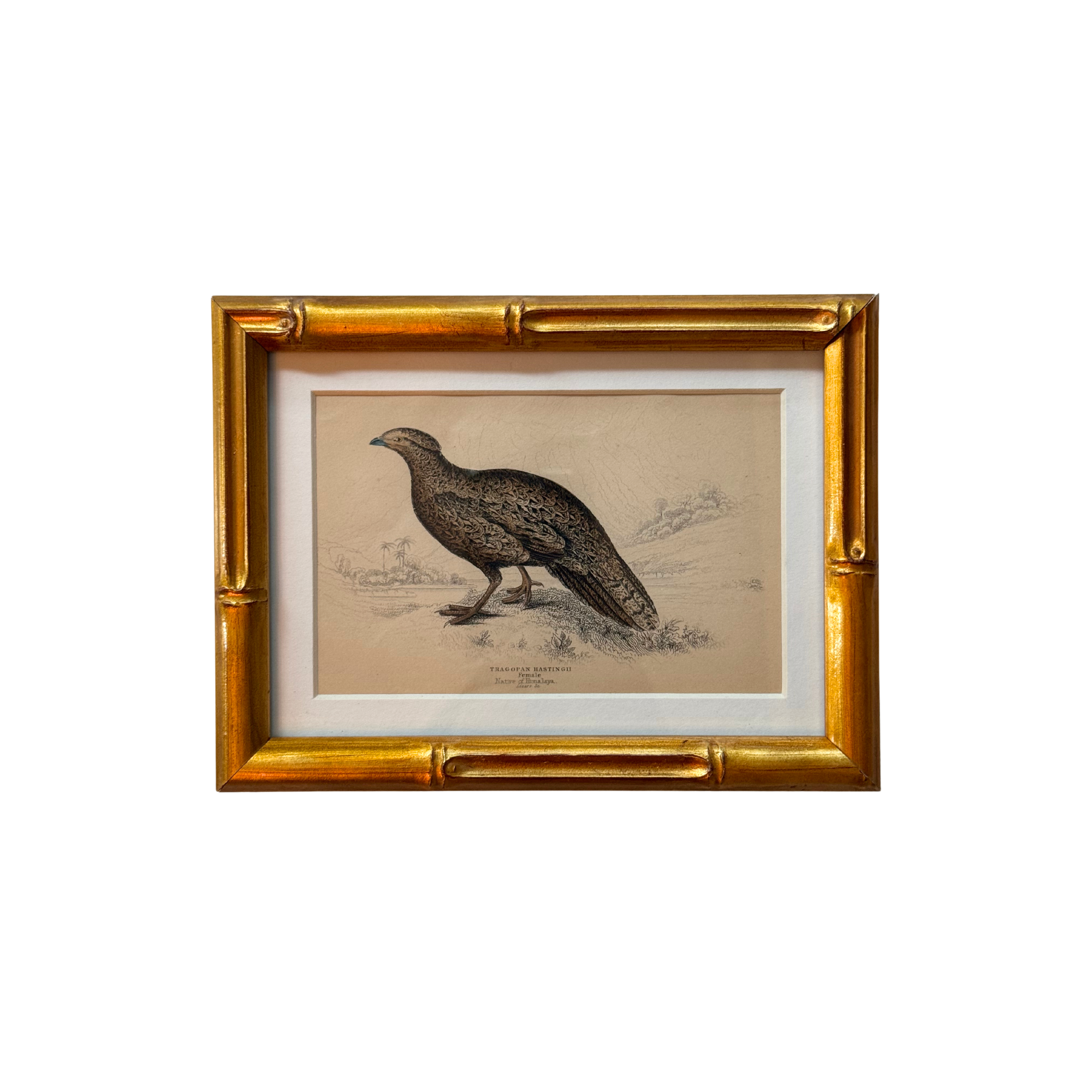 19th c. Engraving, Tragopan of Bhotan (Asian Pheasant)