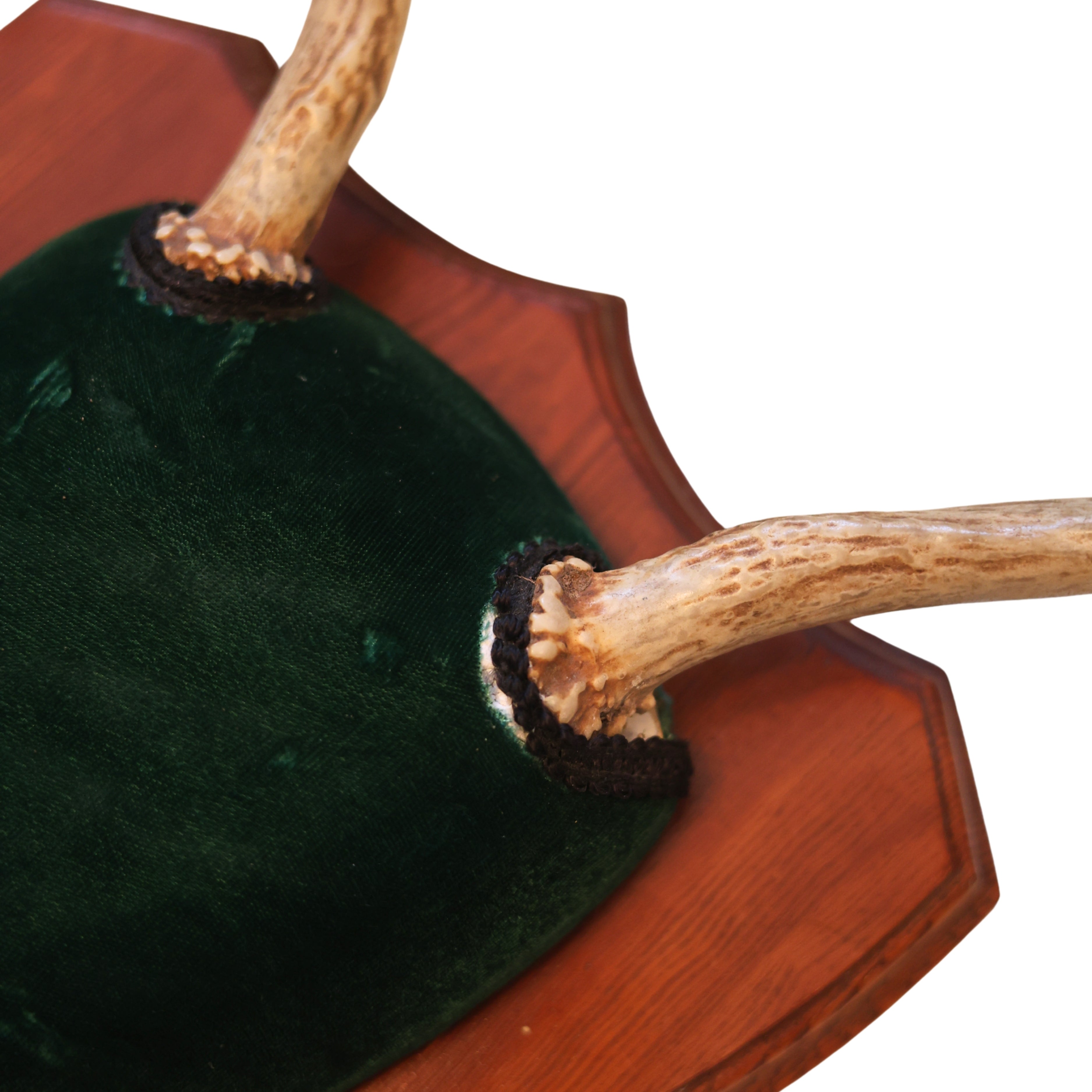 Shield-Mounted Antlers with Velvet Plaque