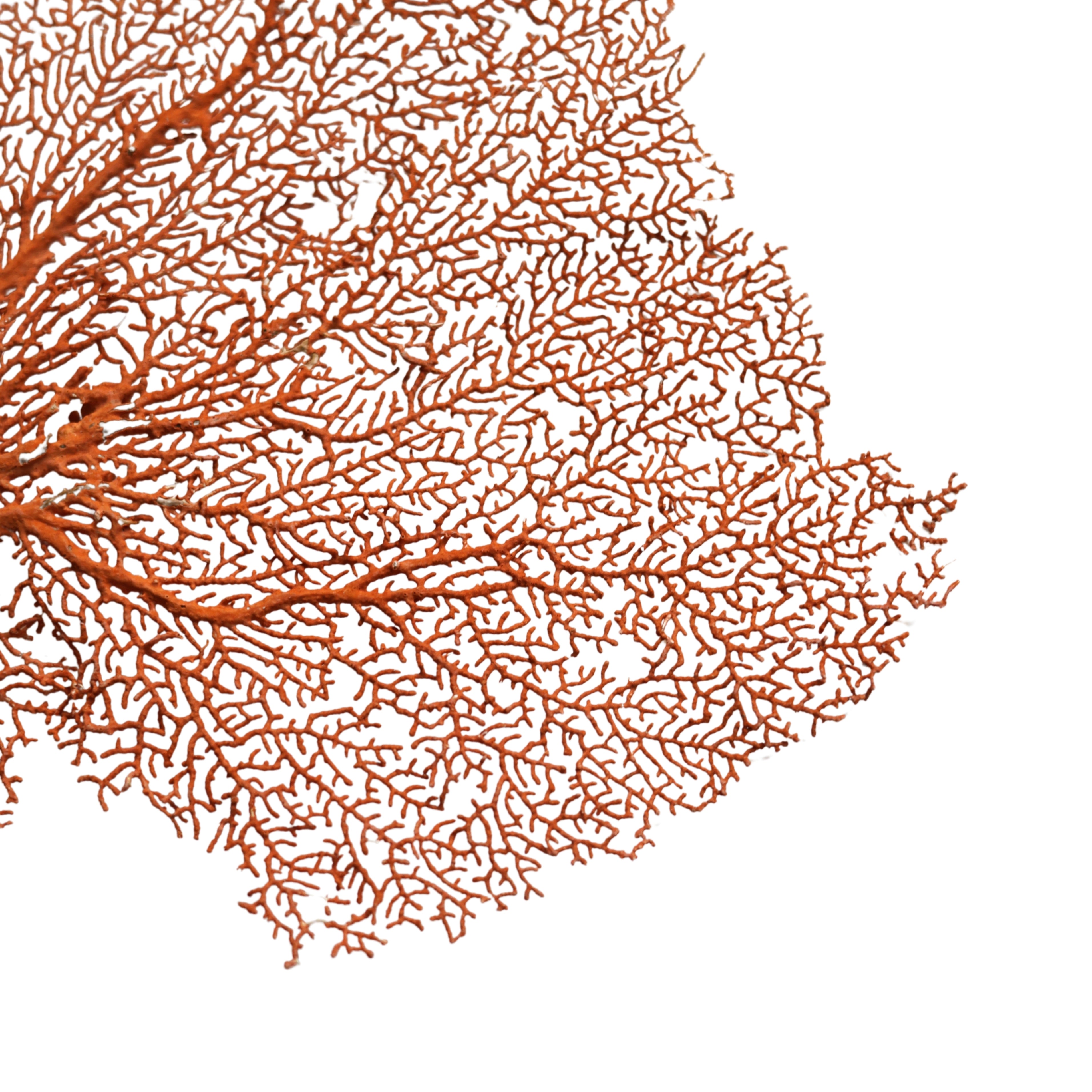 Wide Red Sea Fan Specimen