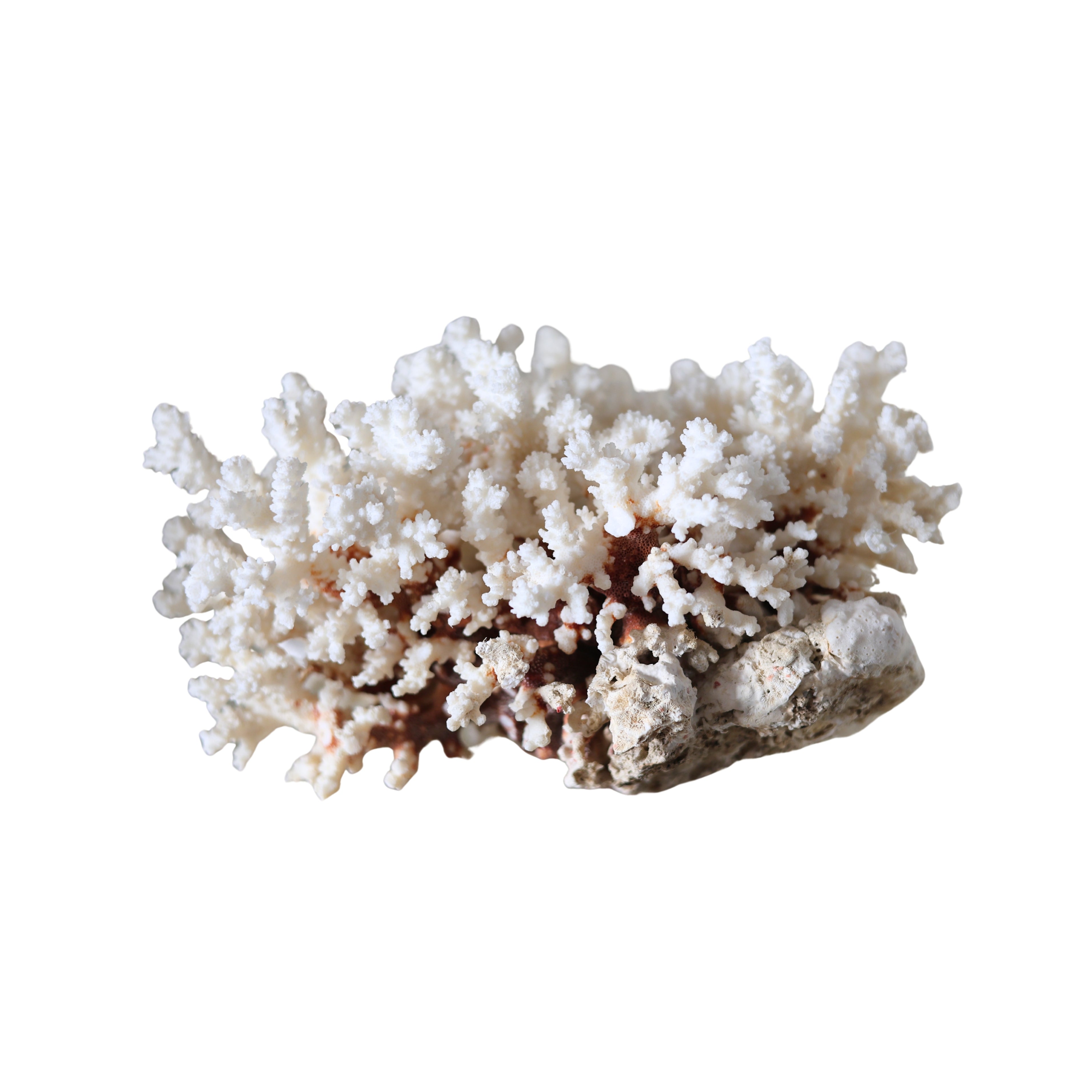 Large White Branch Coral Specimen