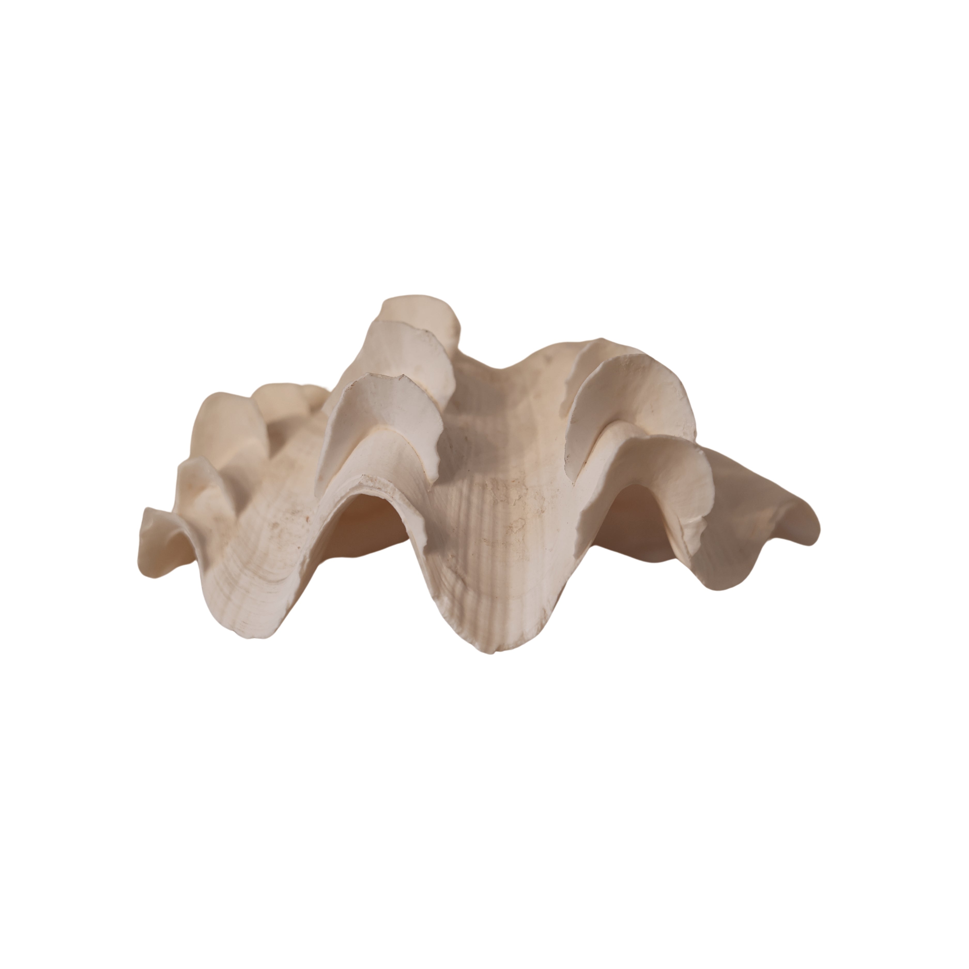 Large Ruffled Clam Shell