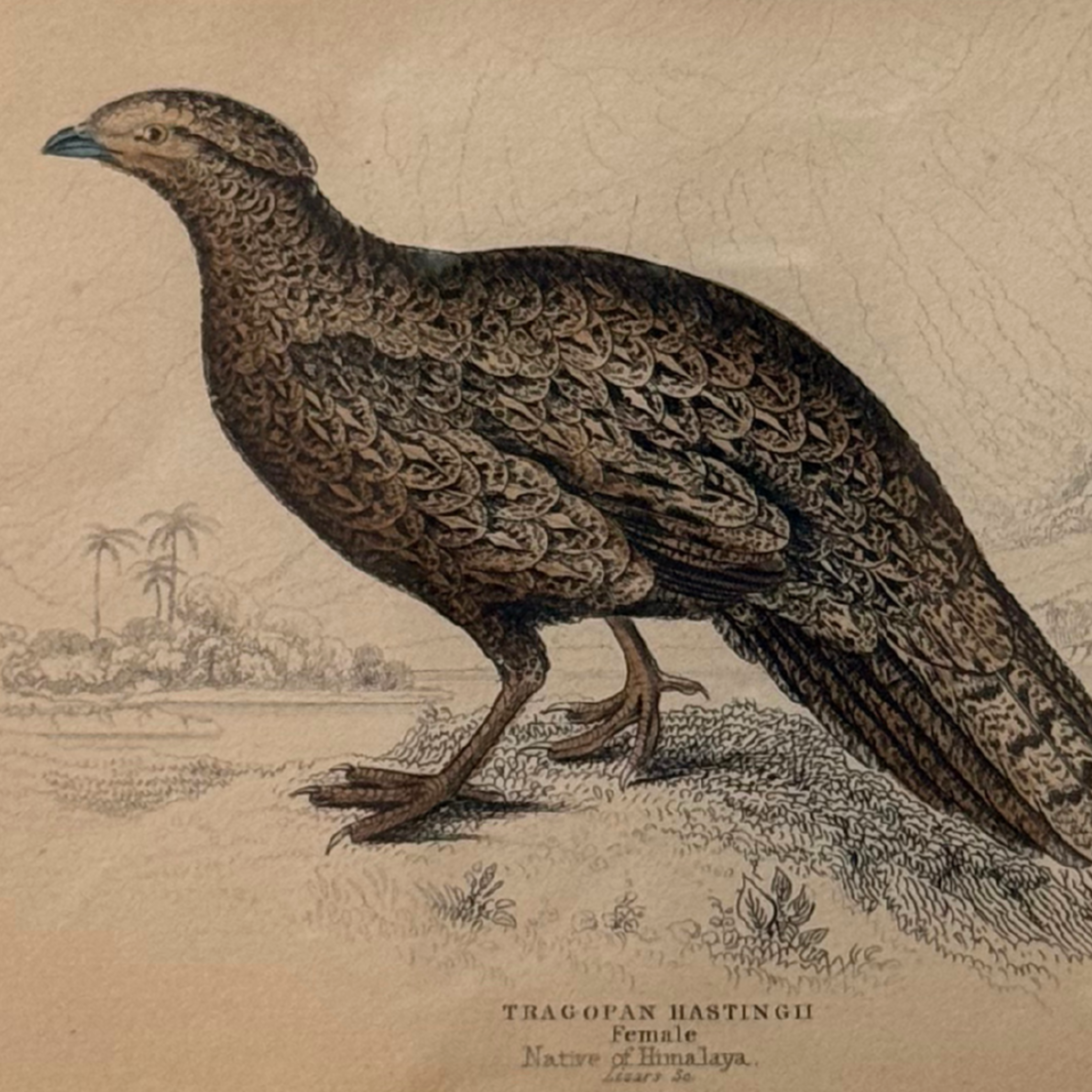 19th c. Engraving, Tragopan of Bhotan (Asian Pheasant)