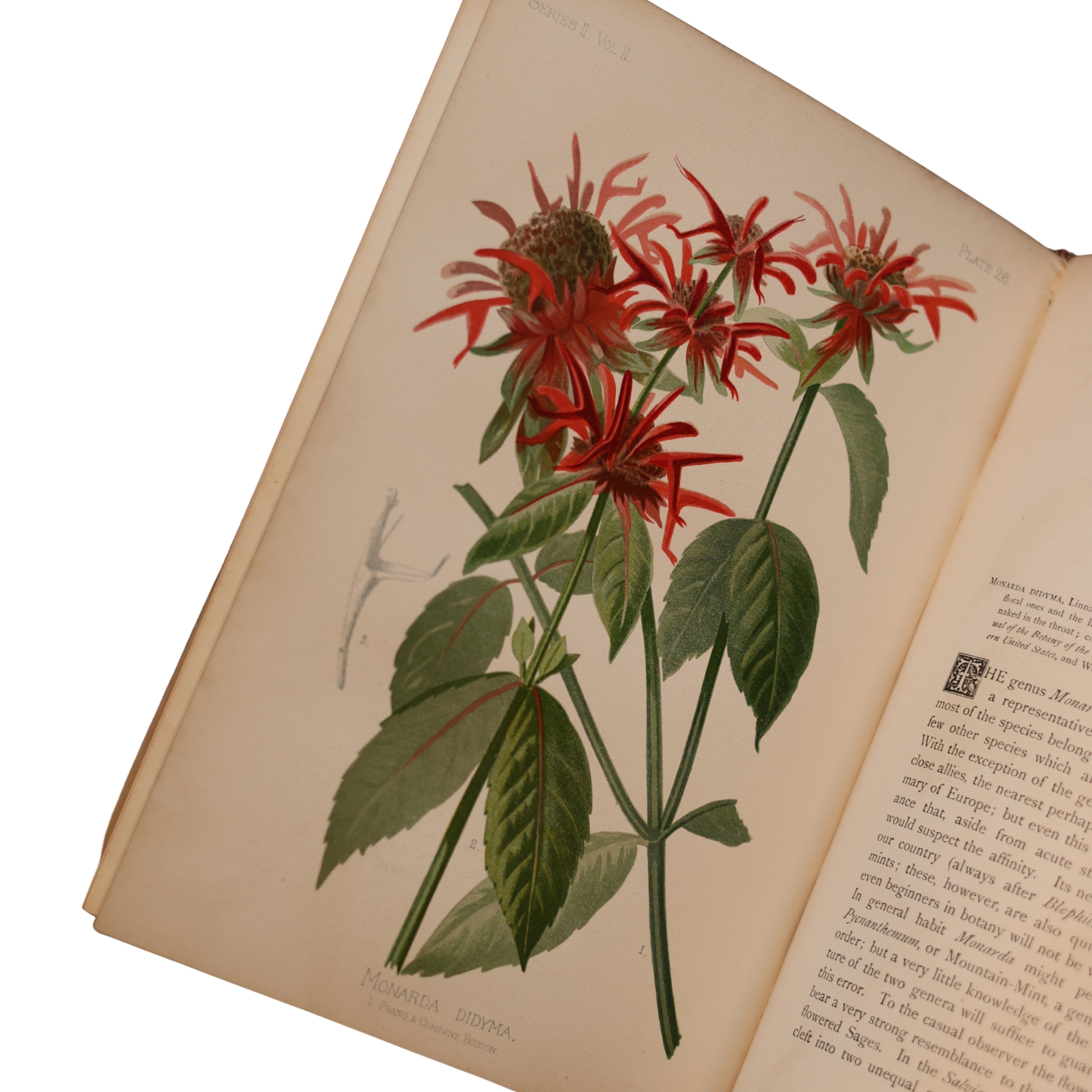 The Native Flowers and Ferns of the United States