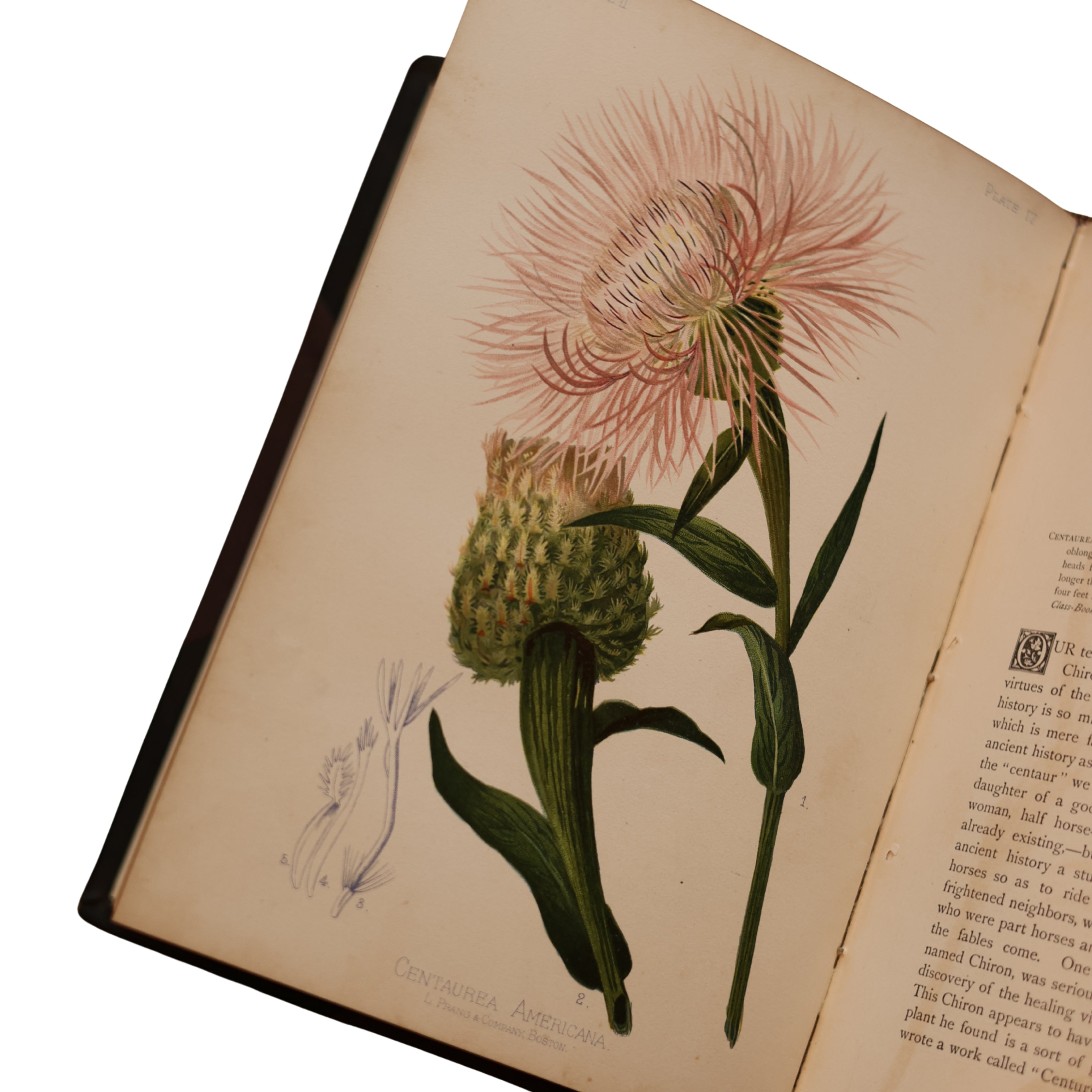 The Native Flowers and Ferns of the United States
