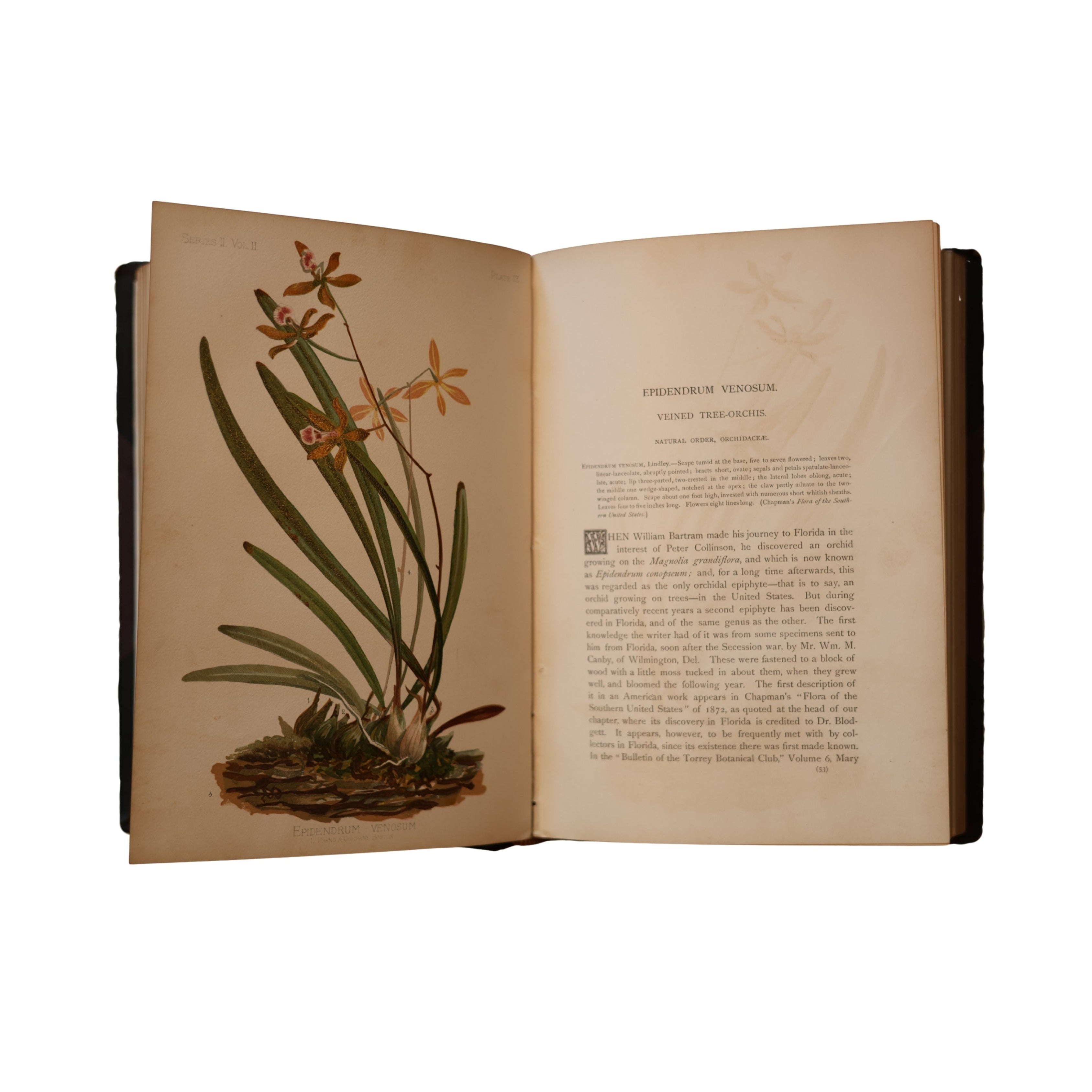The Native Flowers and Ferns of the United States